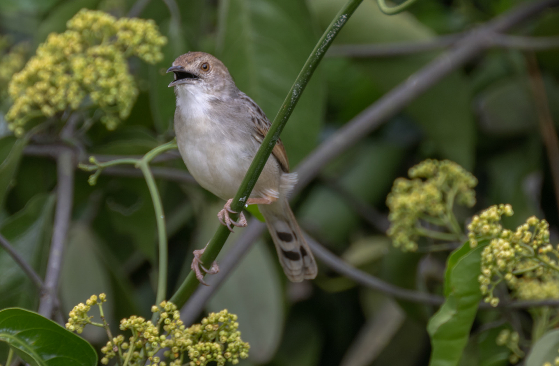 Rattling Cisticola
