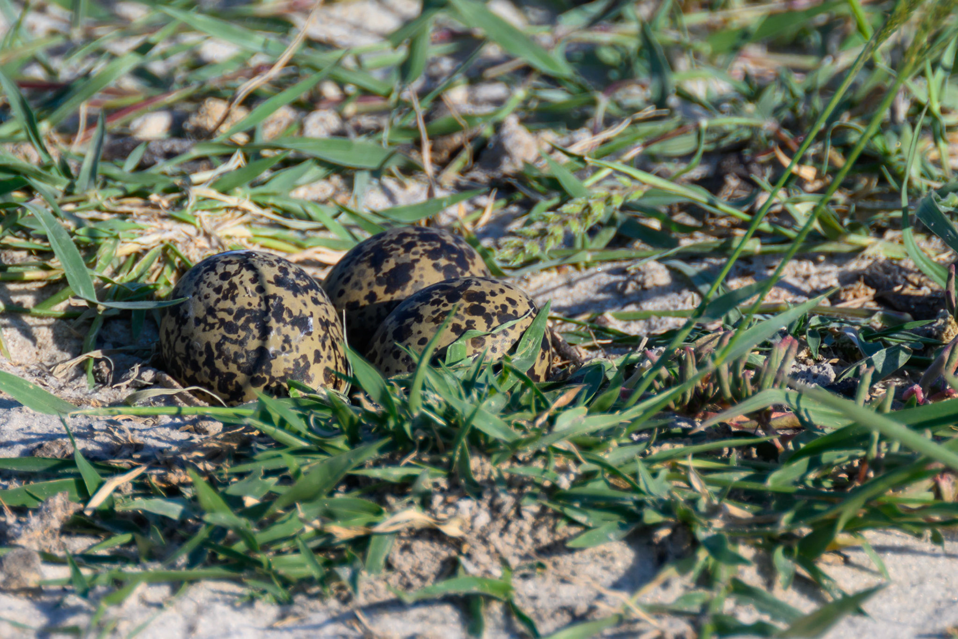 Plover eggs