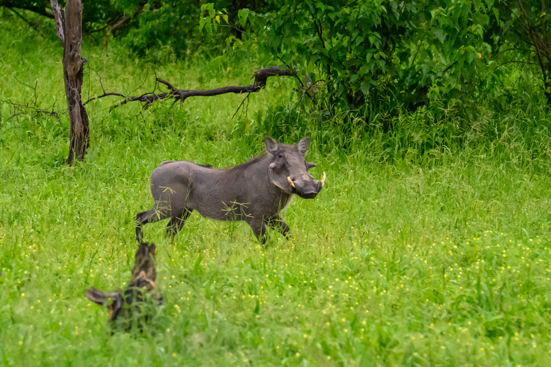 Warthog