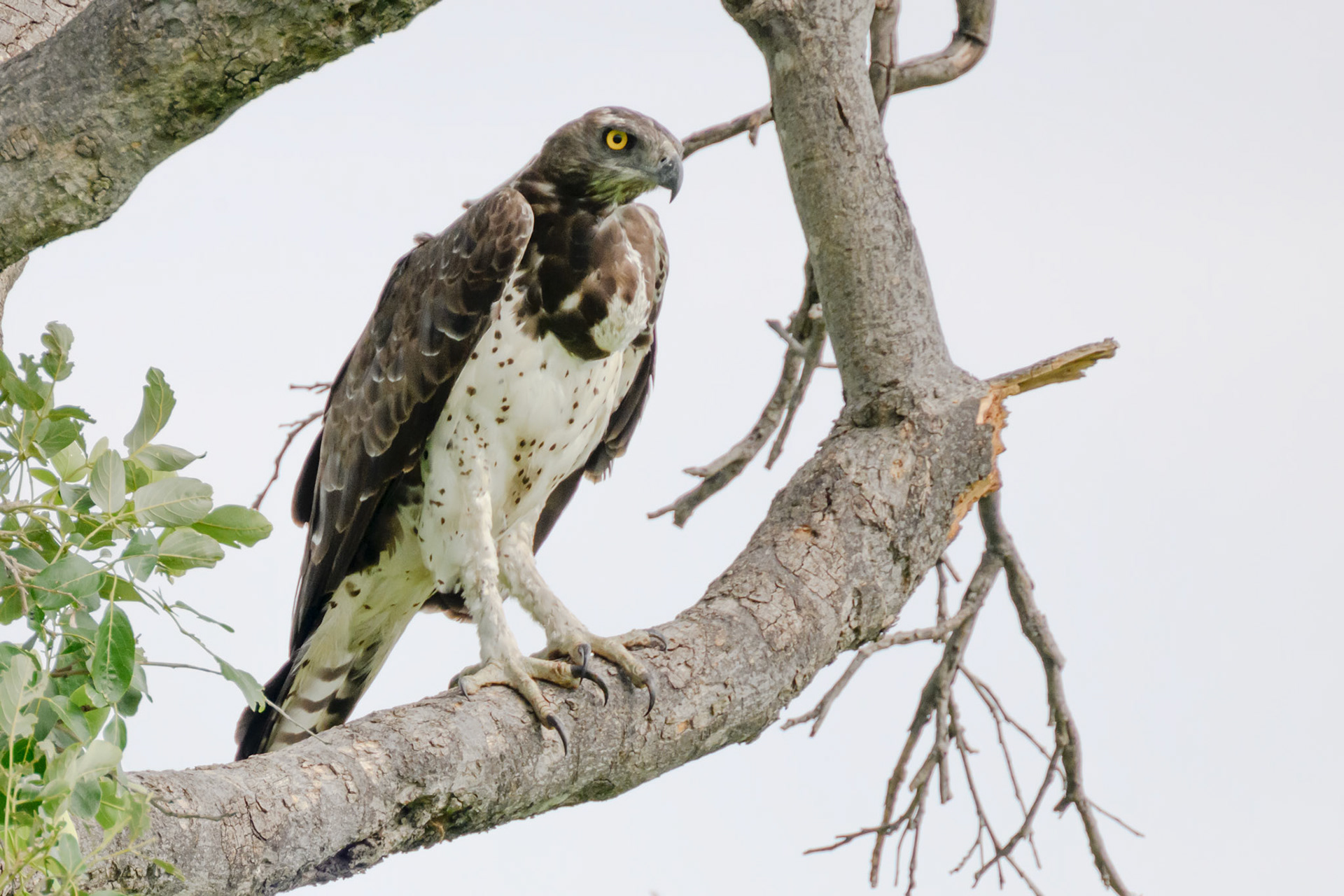 Martial Eagle