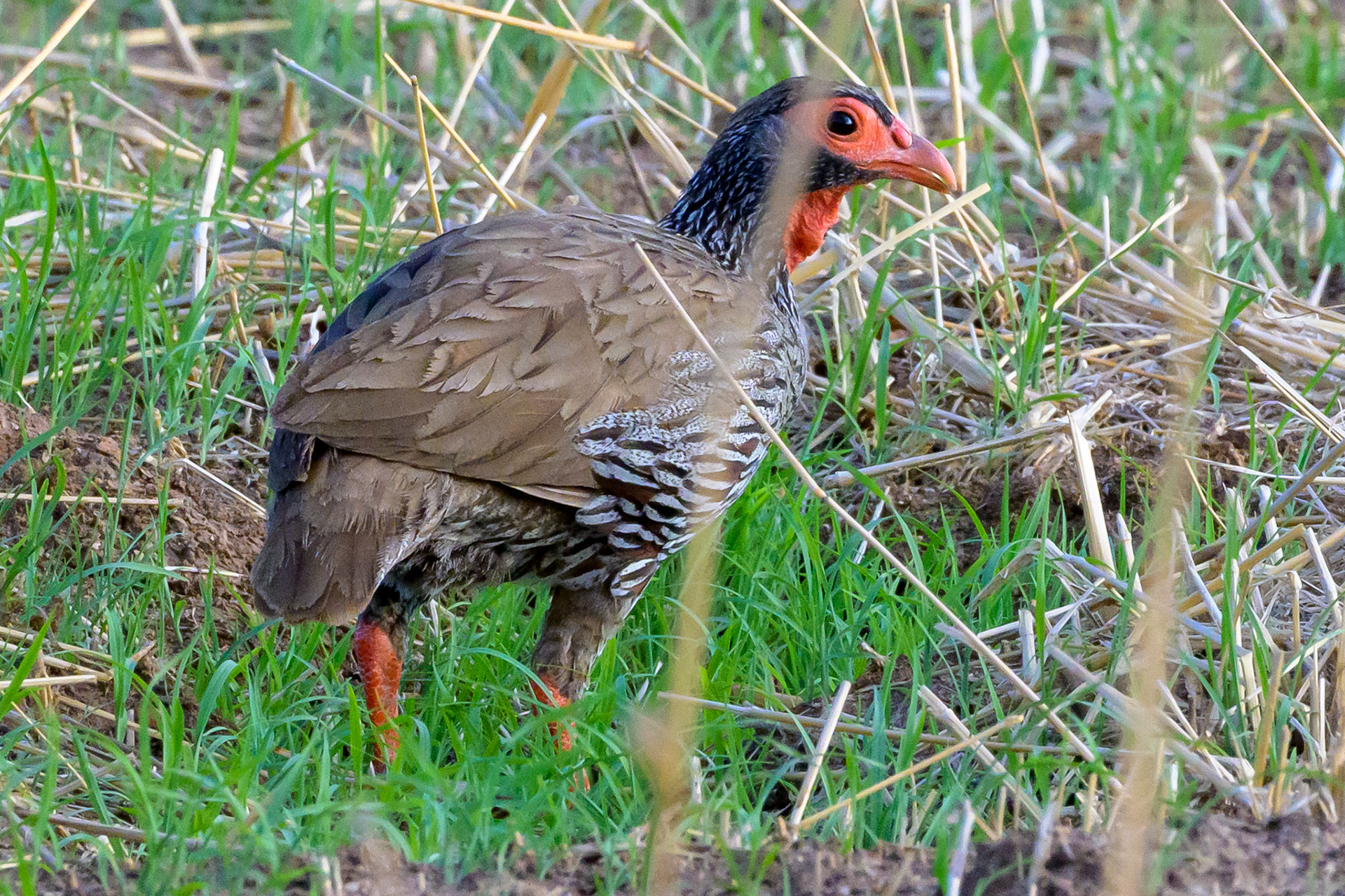 Red-necked Francolin