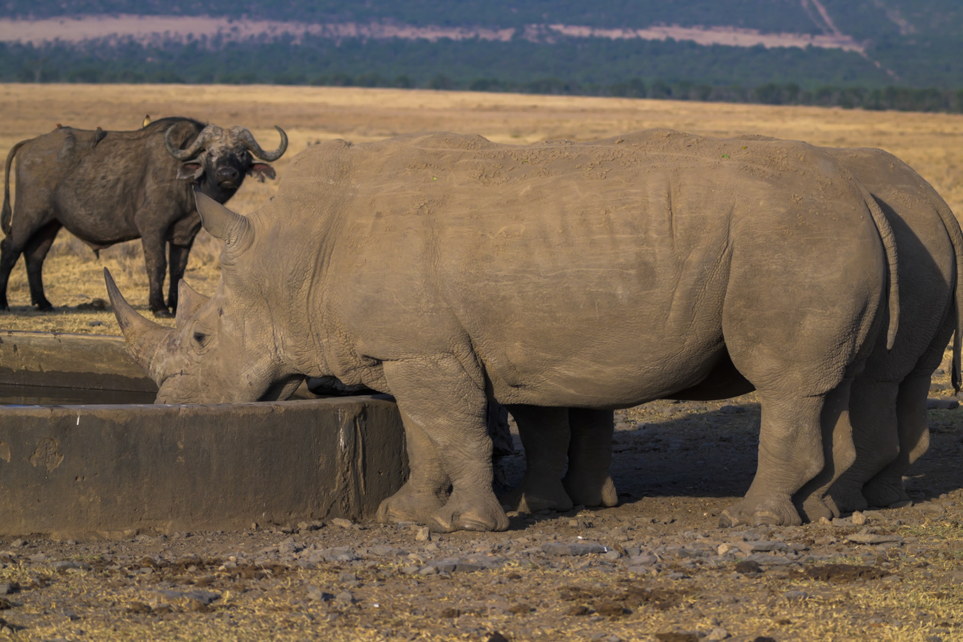 White Rhinos