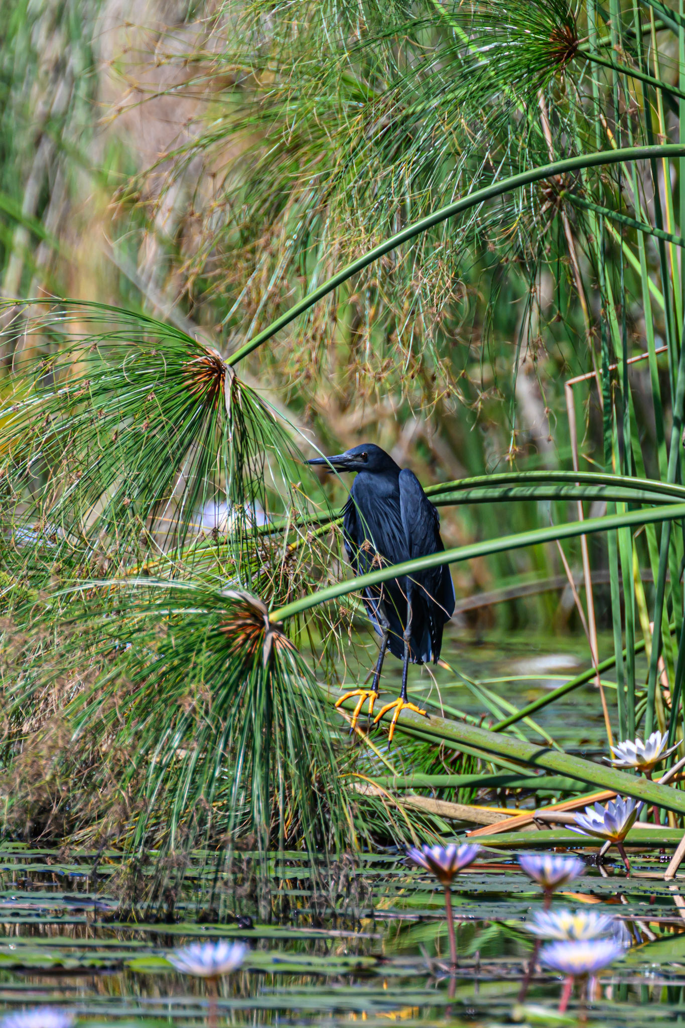 Black Heron