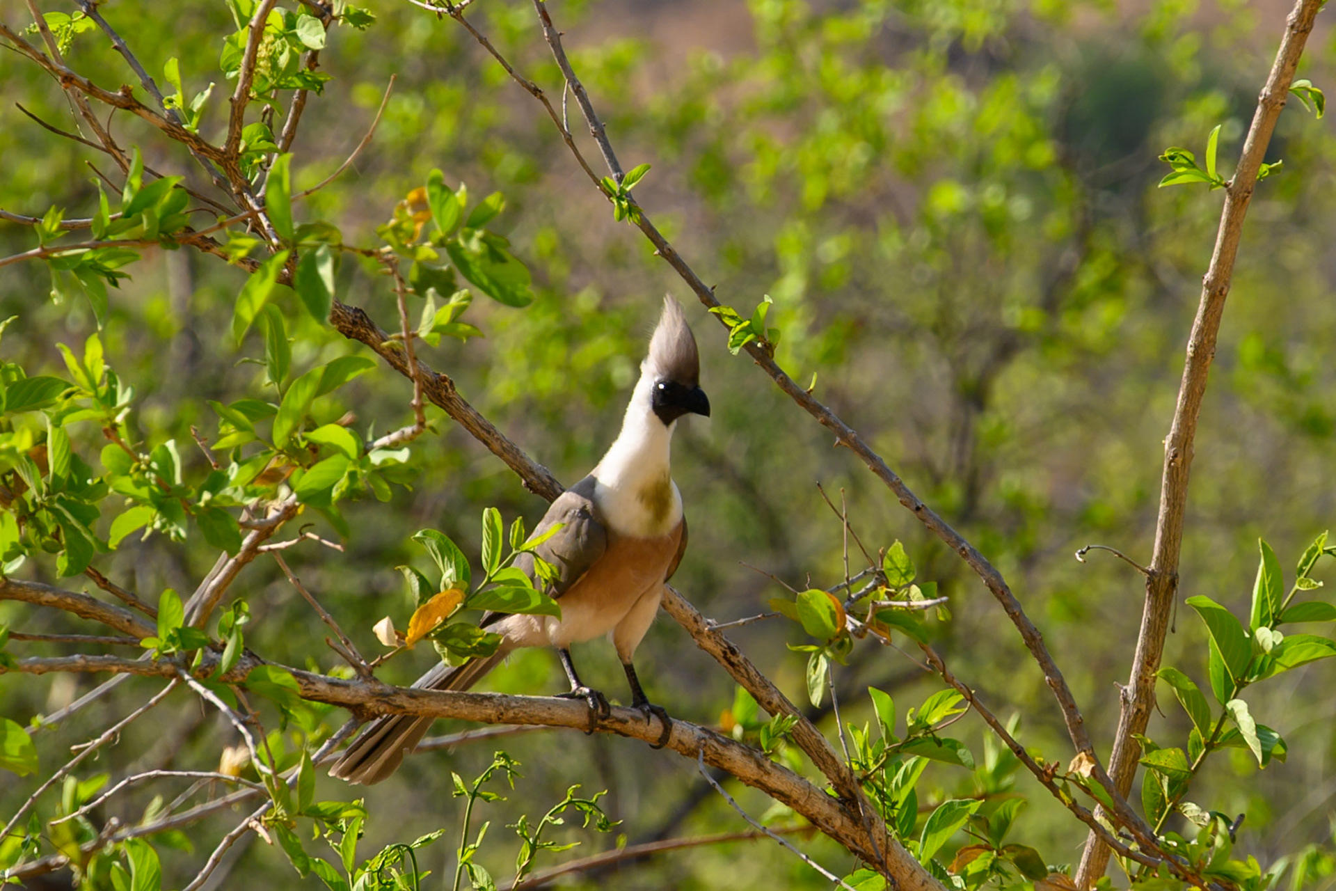 Barefaced Go-Away-Bird