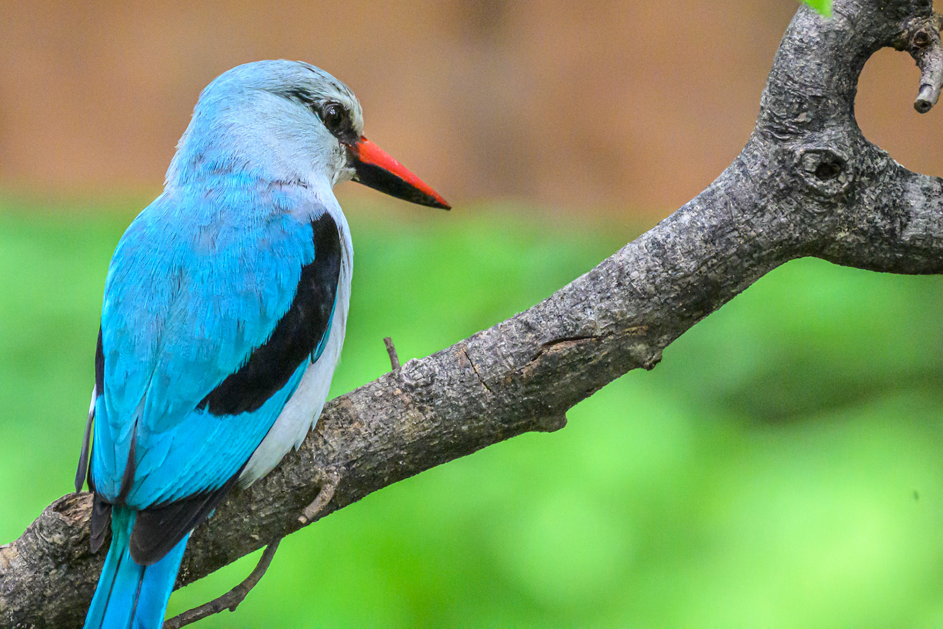 Woodland kingfisher