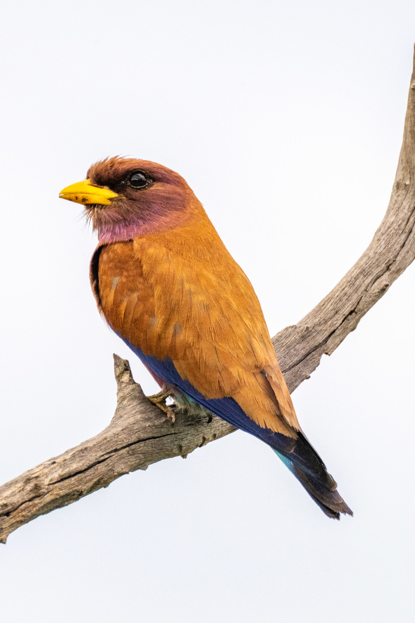 Broad-billed Roller