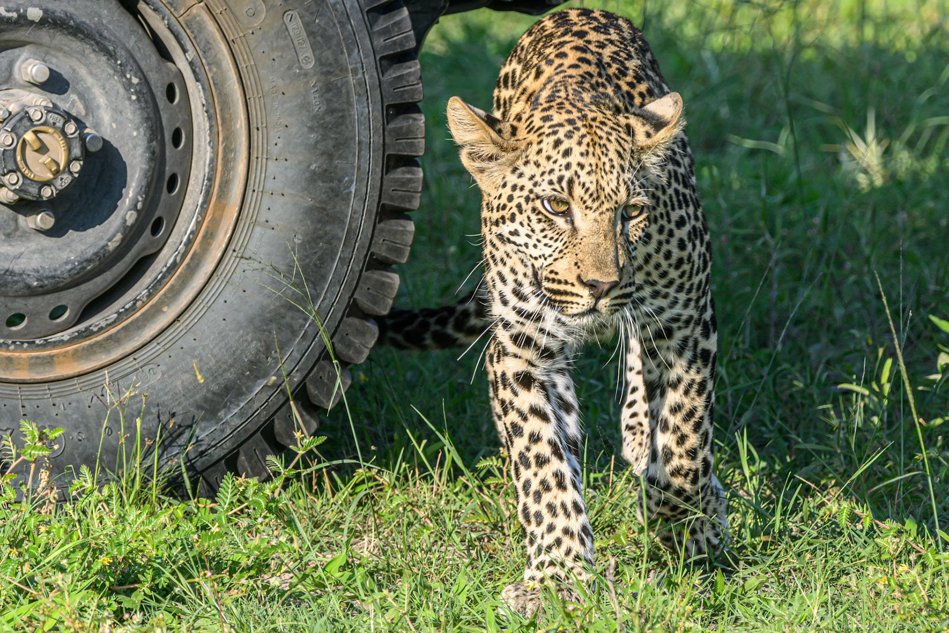 Juvenile Leopard