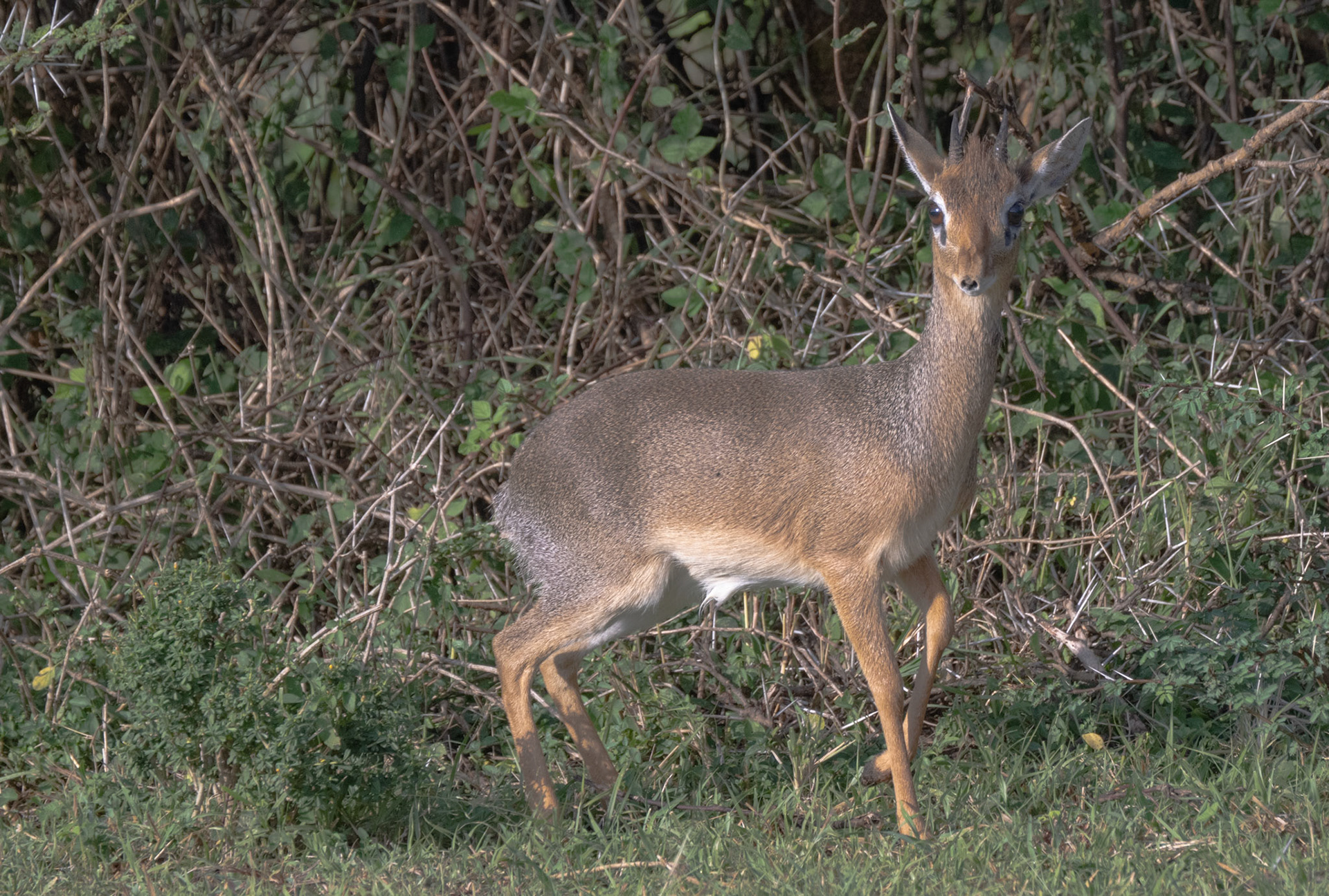 Kirk's Dik-Dik