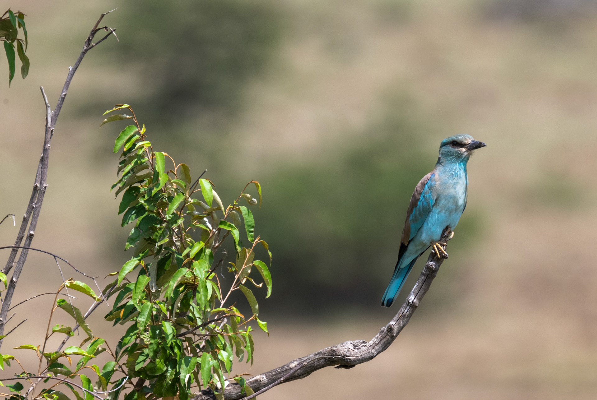 Abyssinian Roller
