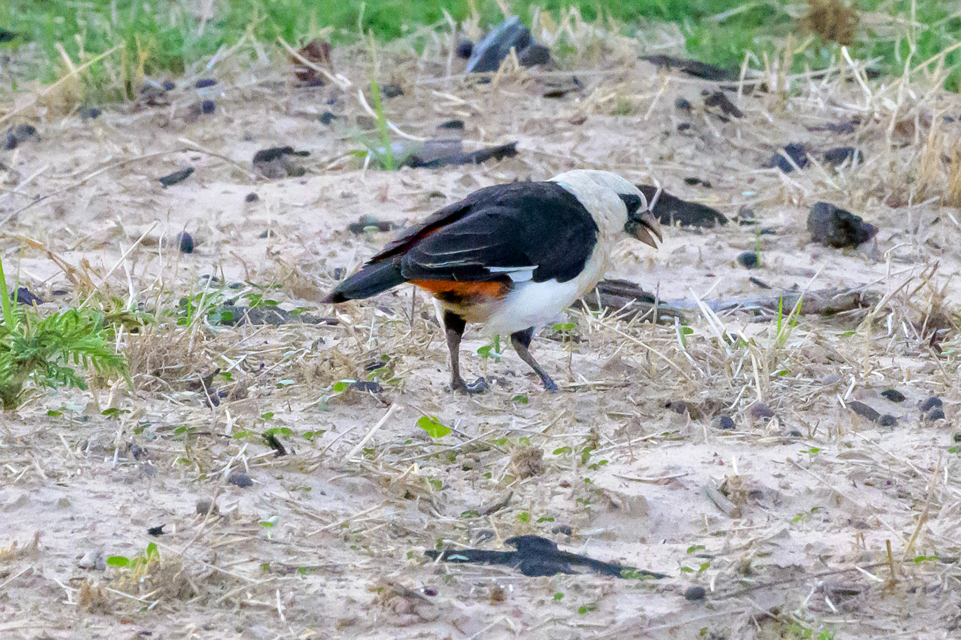 White-headed Buffalo Weaver