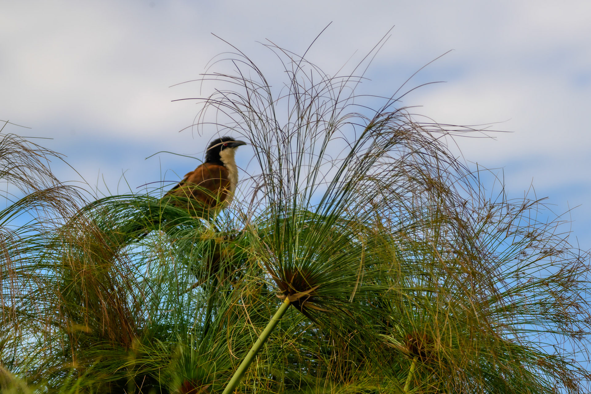 Coppery-tailed Coucal