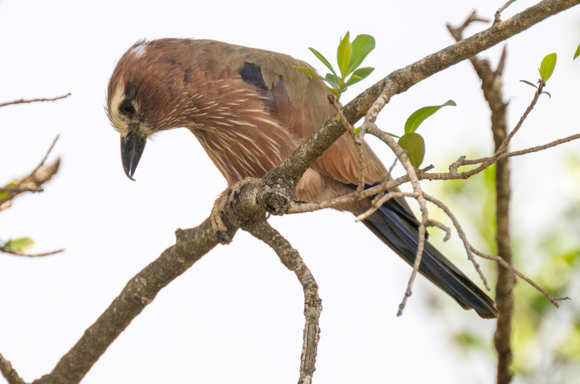 Rufous-crowned Roller