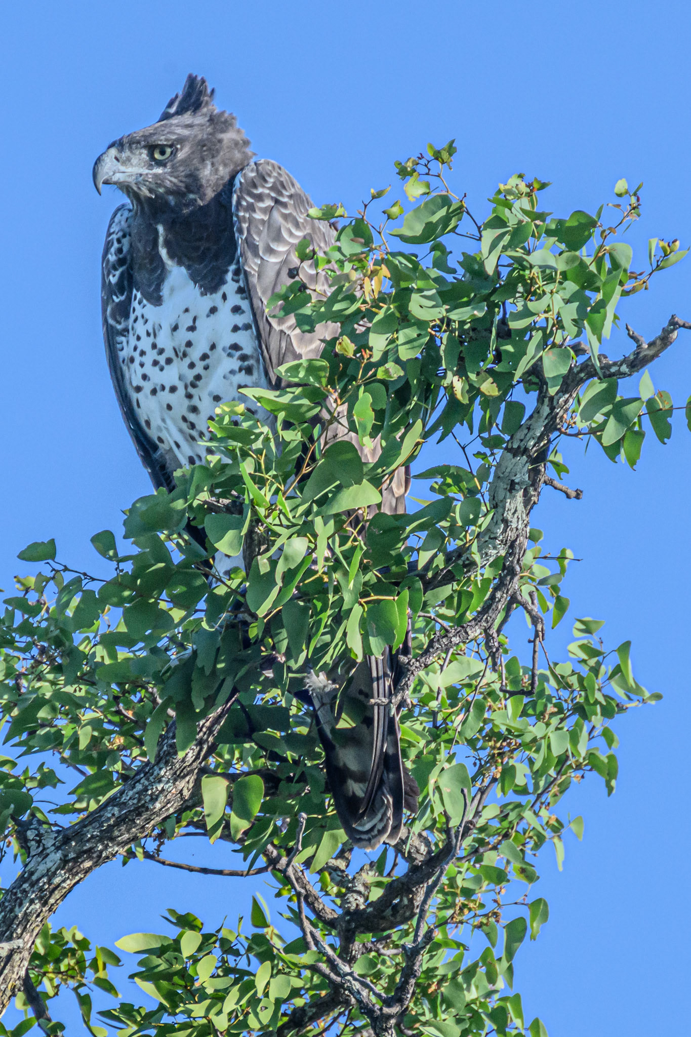 Martial Eagle