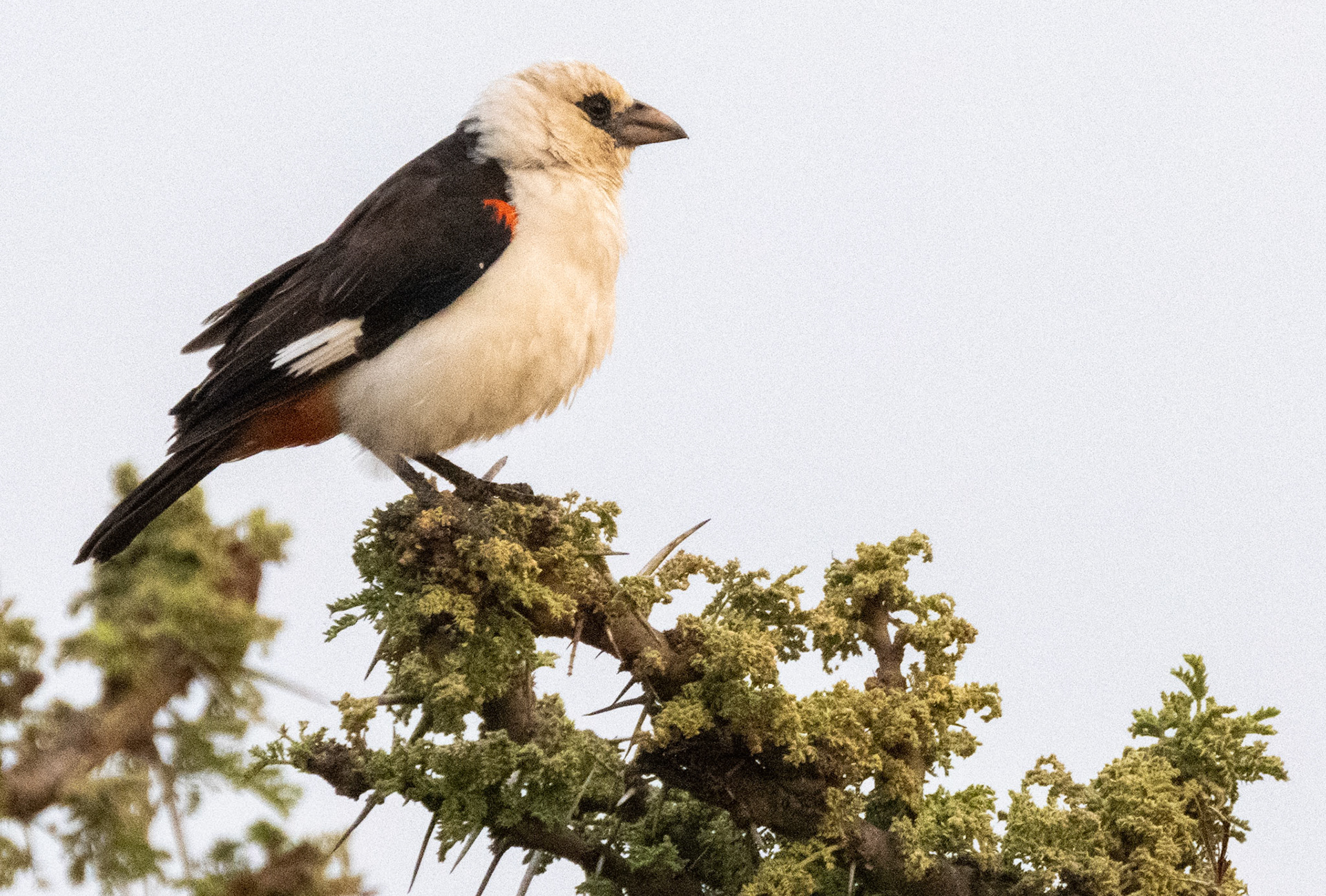 White-headed Buffalo Weaver
