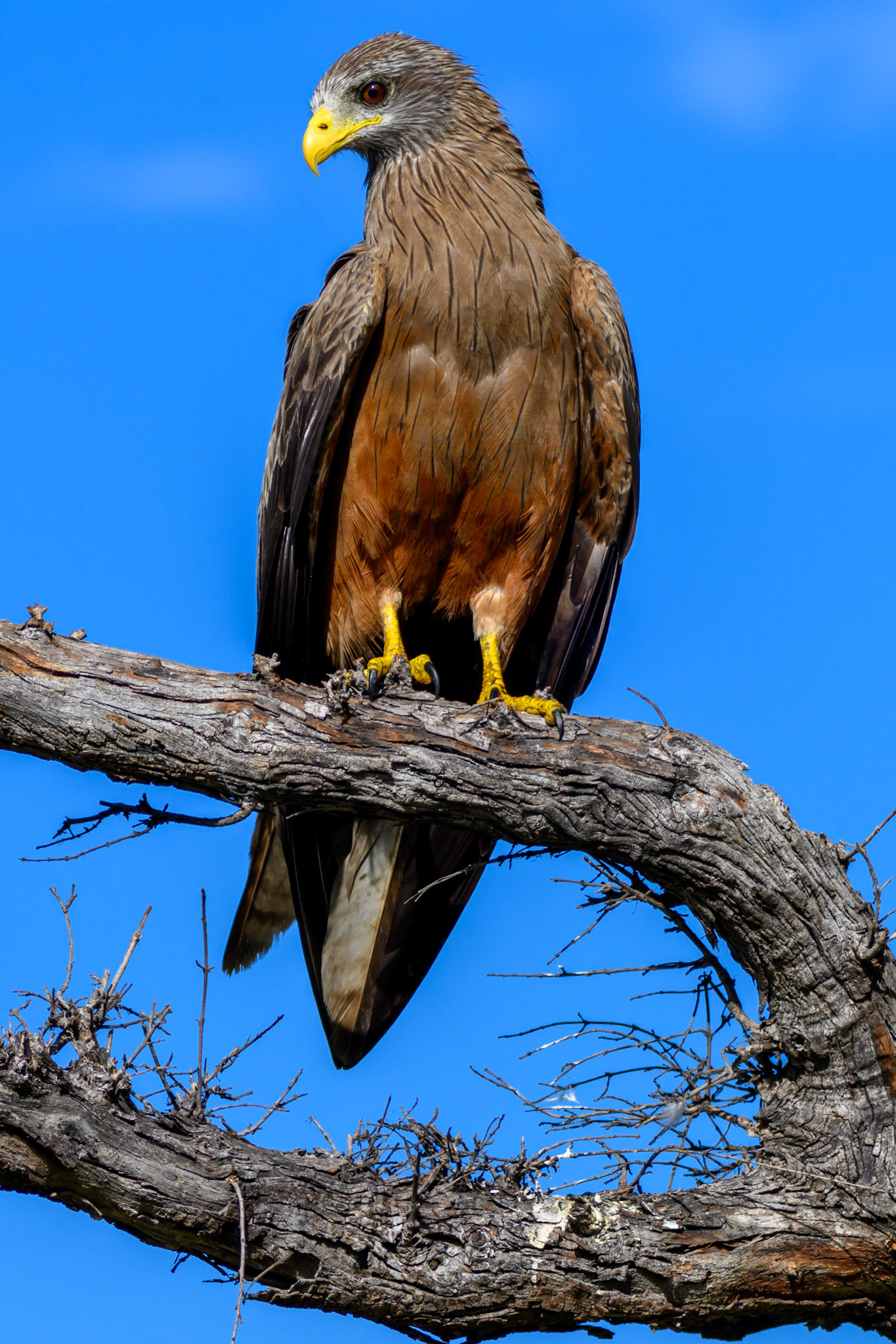 Yellow-billed Kite-Hawk