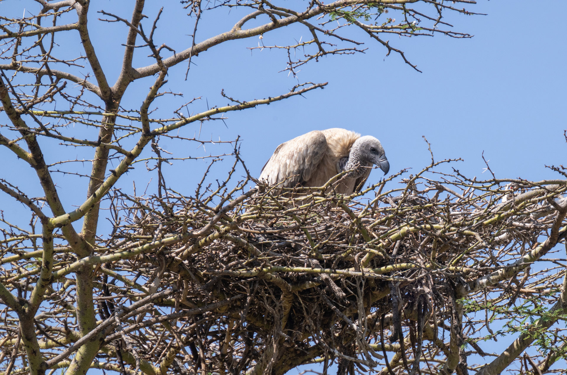 Vulture on nest