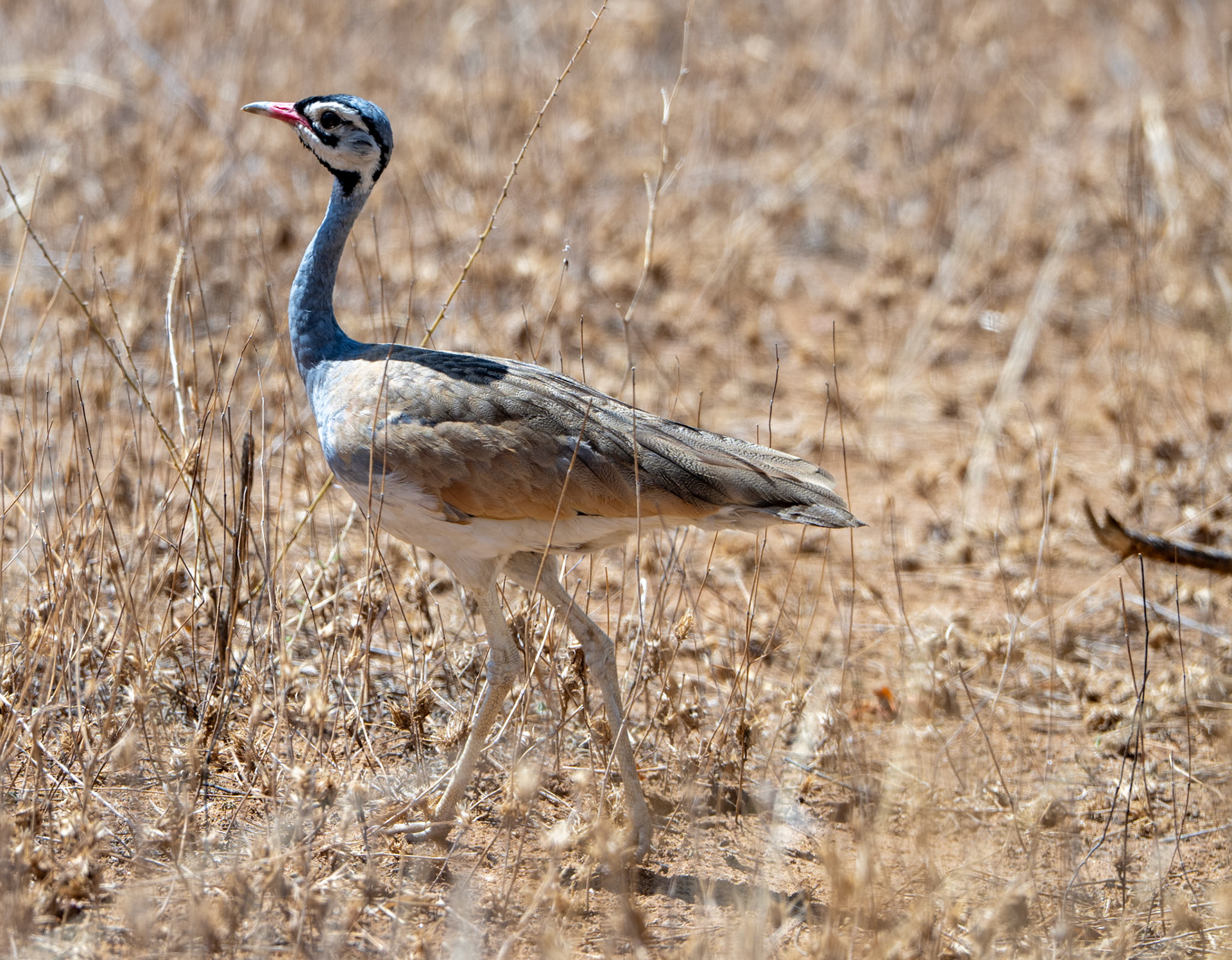 White-bellied Bustard