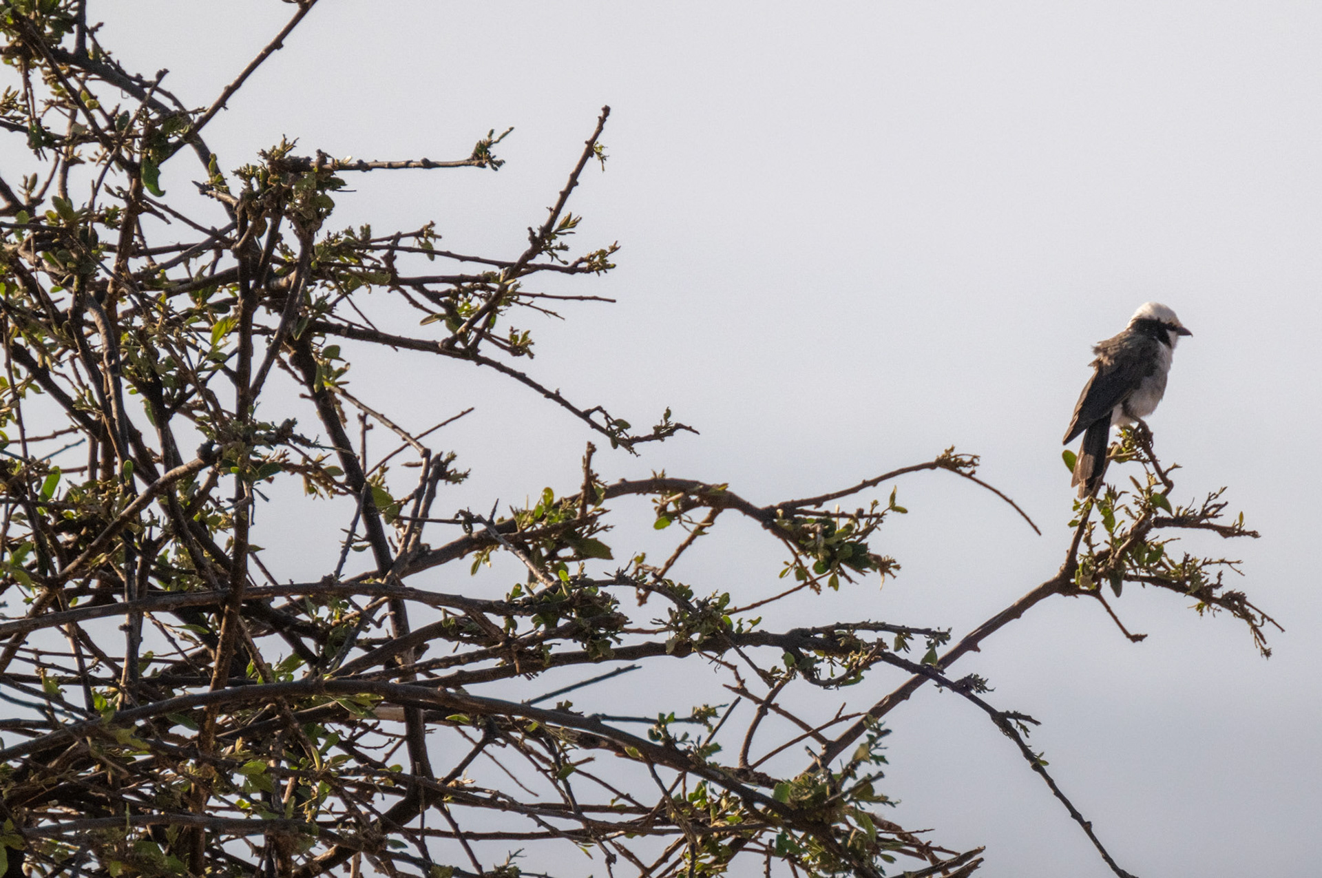 Northern White-Crowned Shrike