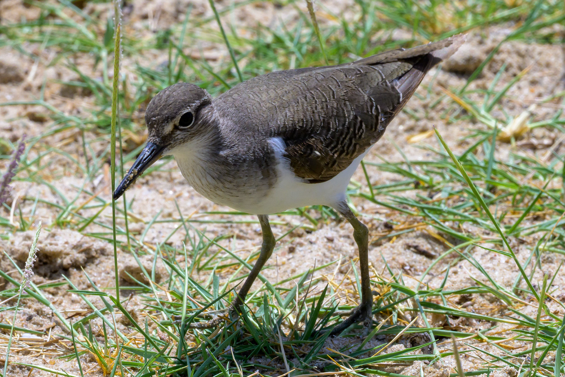 Common Sandpiper