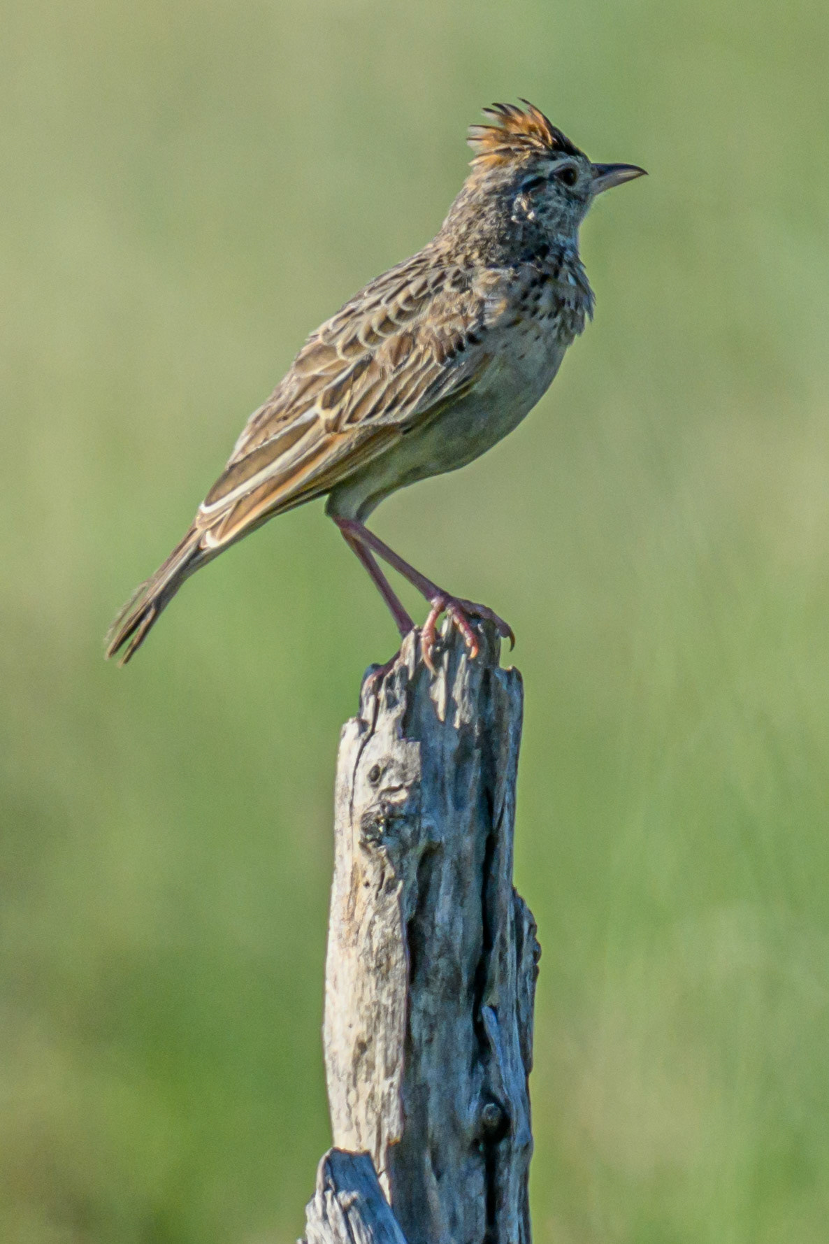 Rufous-naped Lark