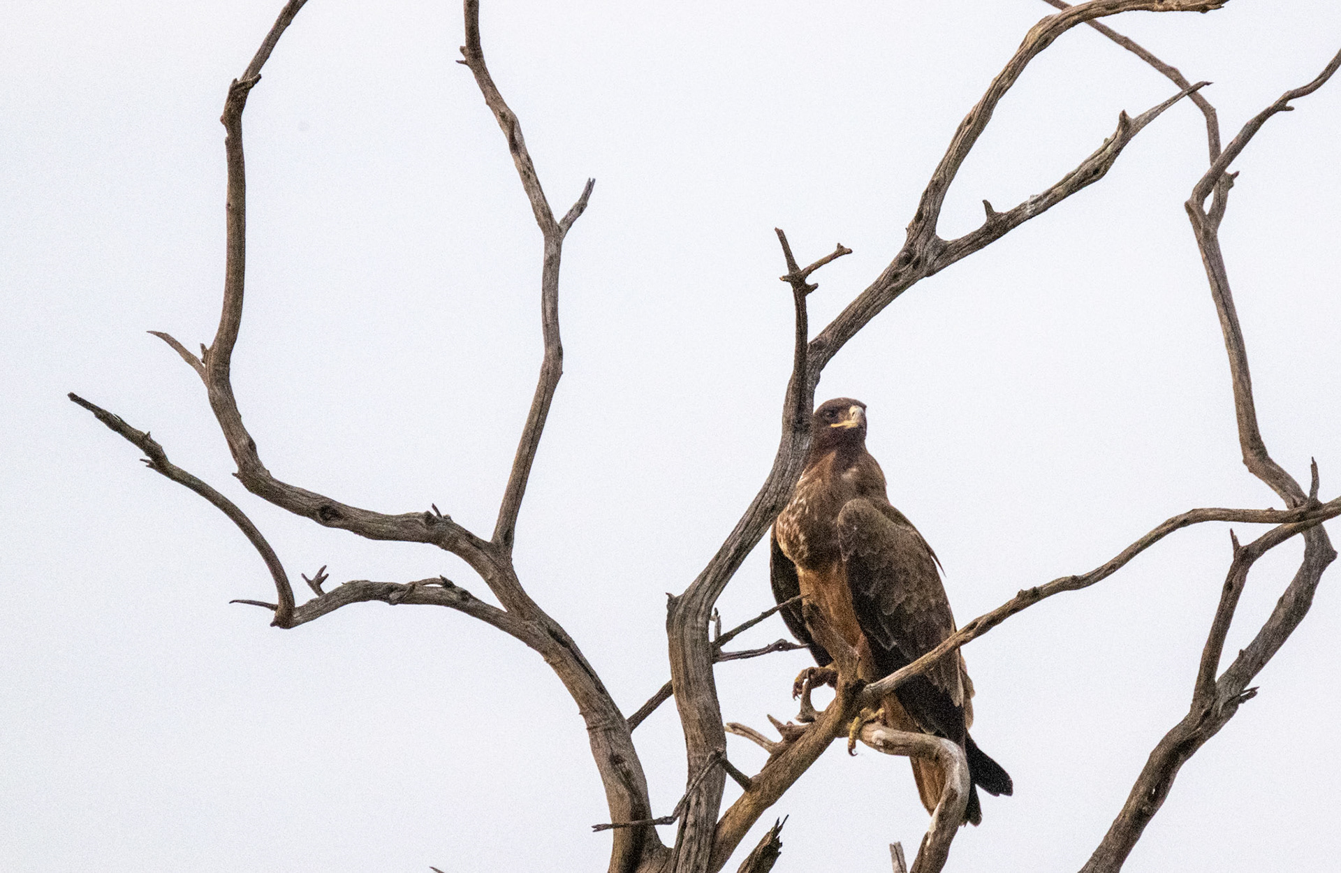 Tawny Eagle