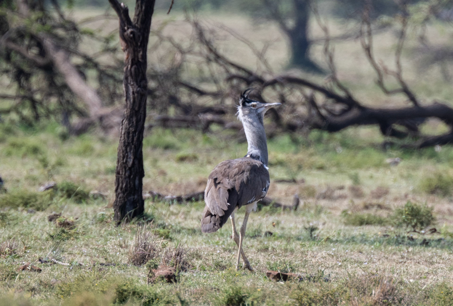 Kori Bustard