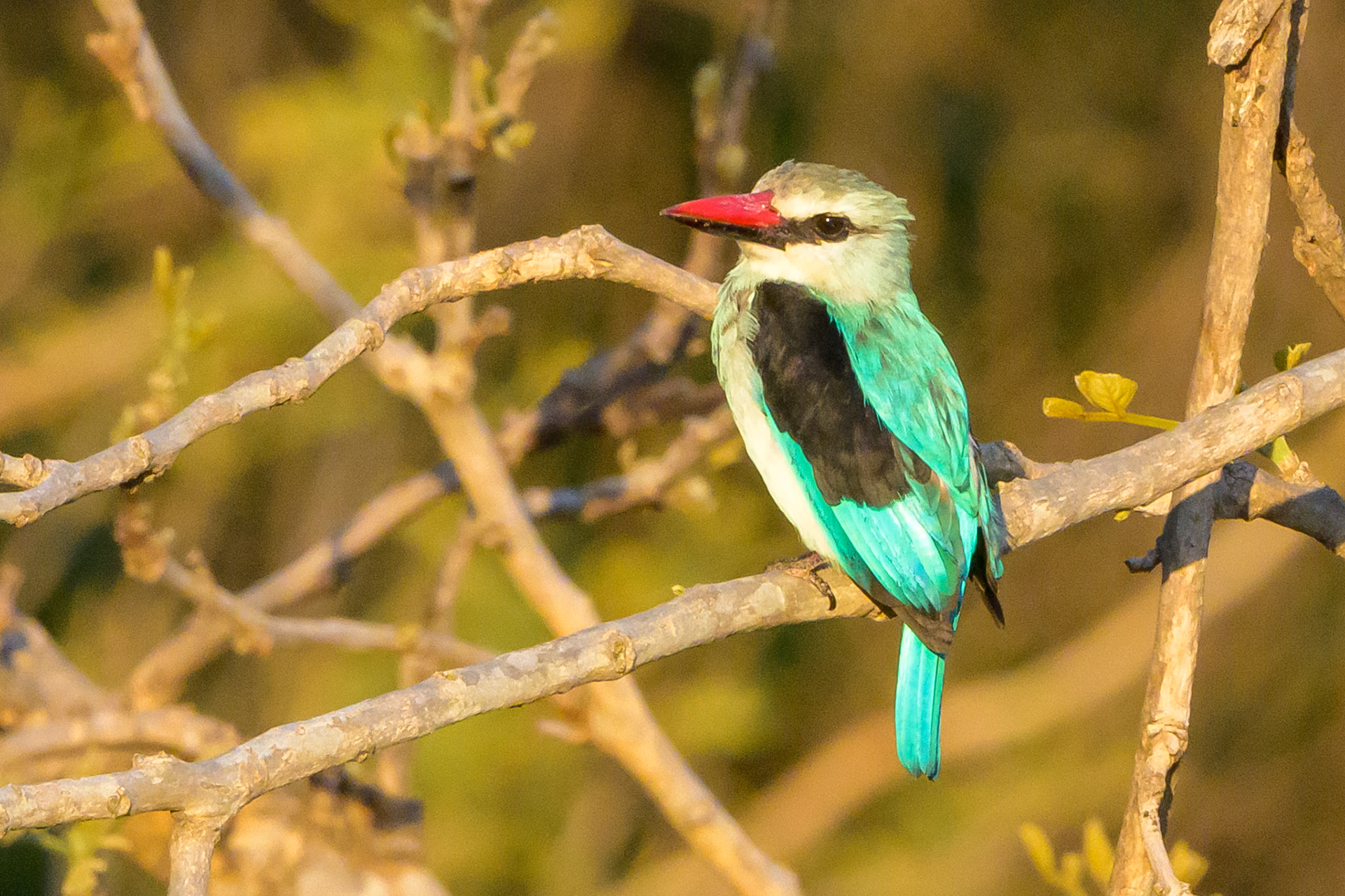 Woodland Kingfisher
