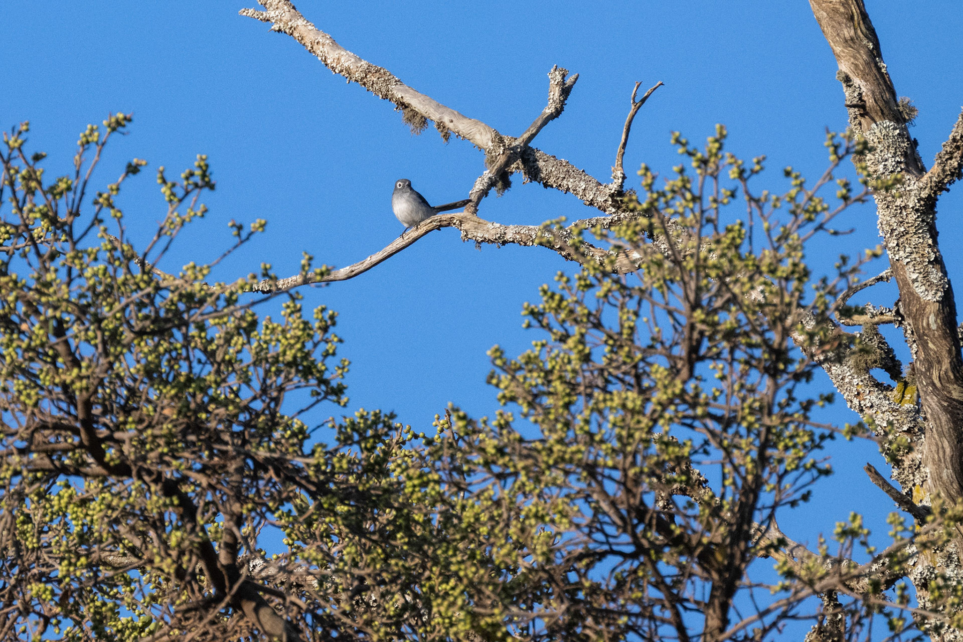 White-eyed Slaty Flycatcher