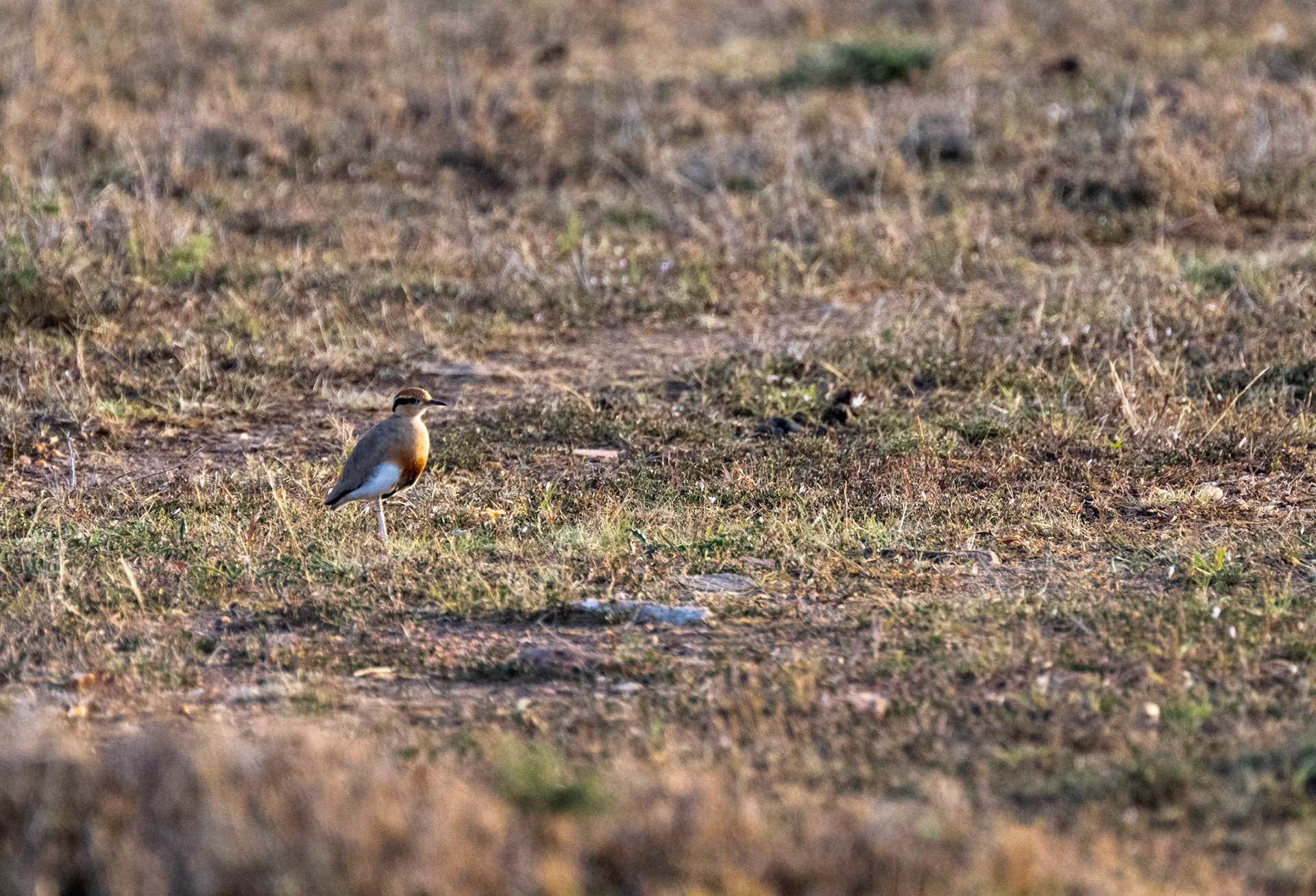 Crowned Plover