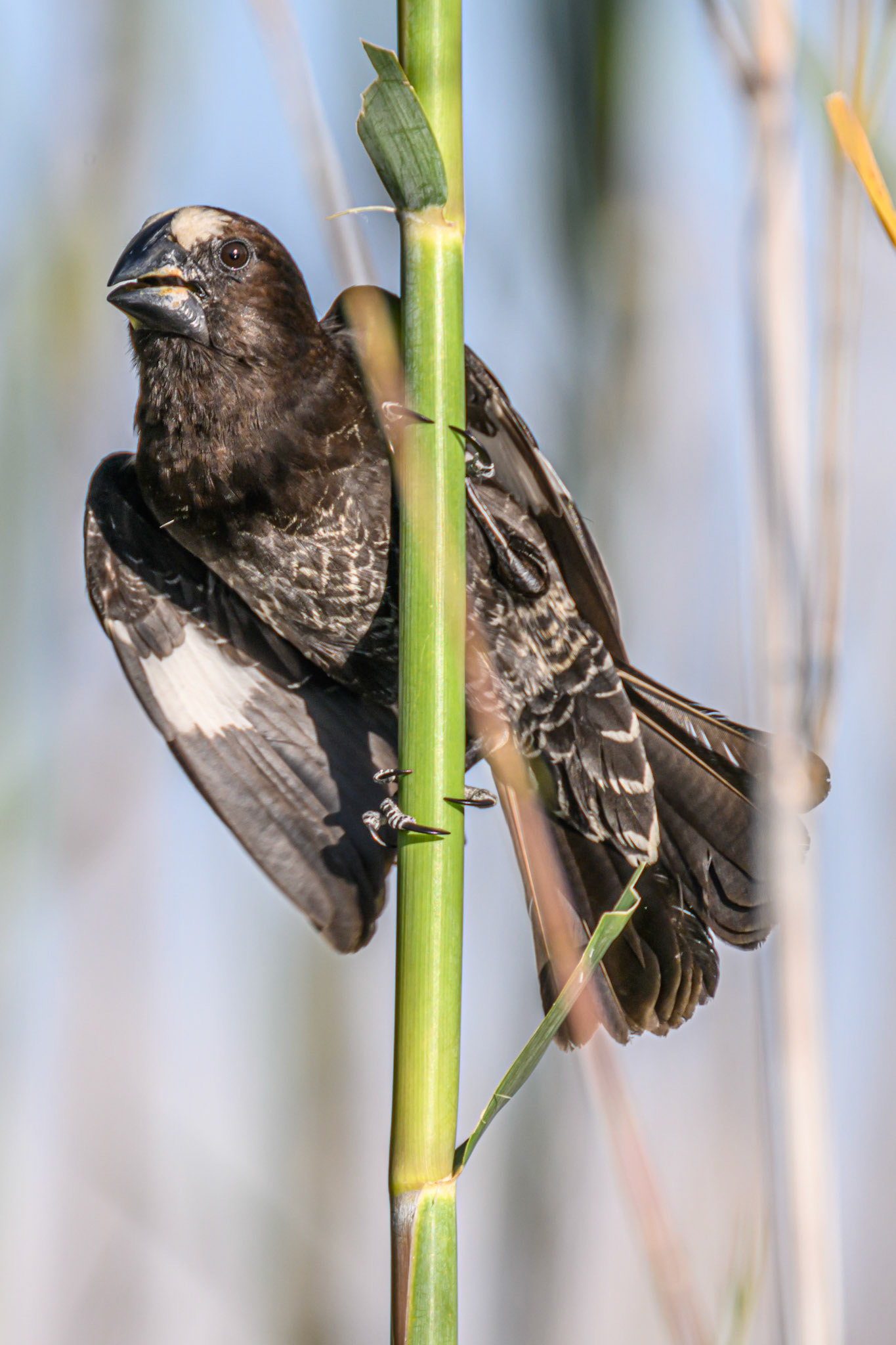 Thick-billed Weaver