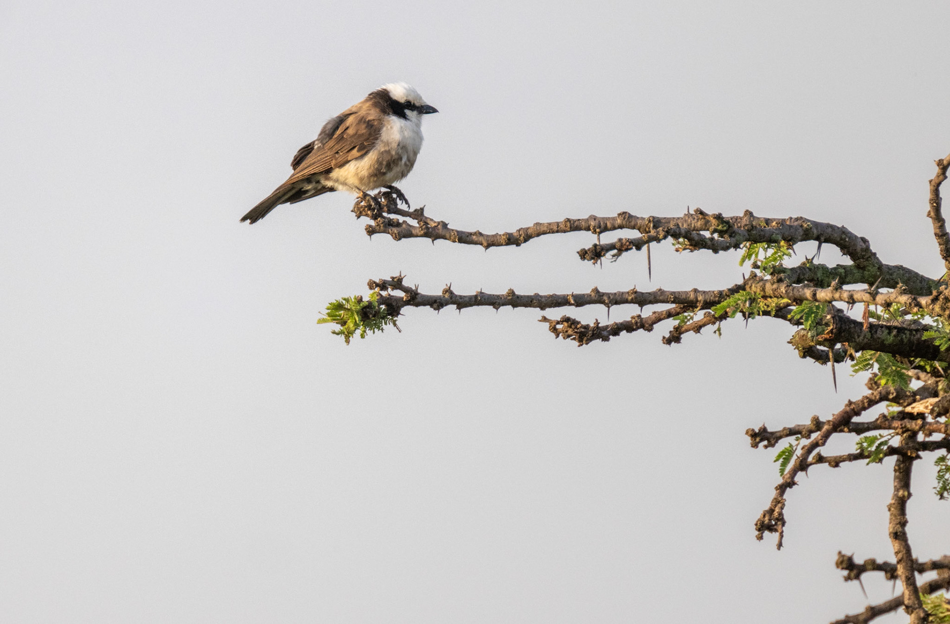 Northern White-Crowned Shrike