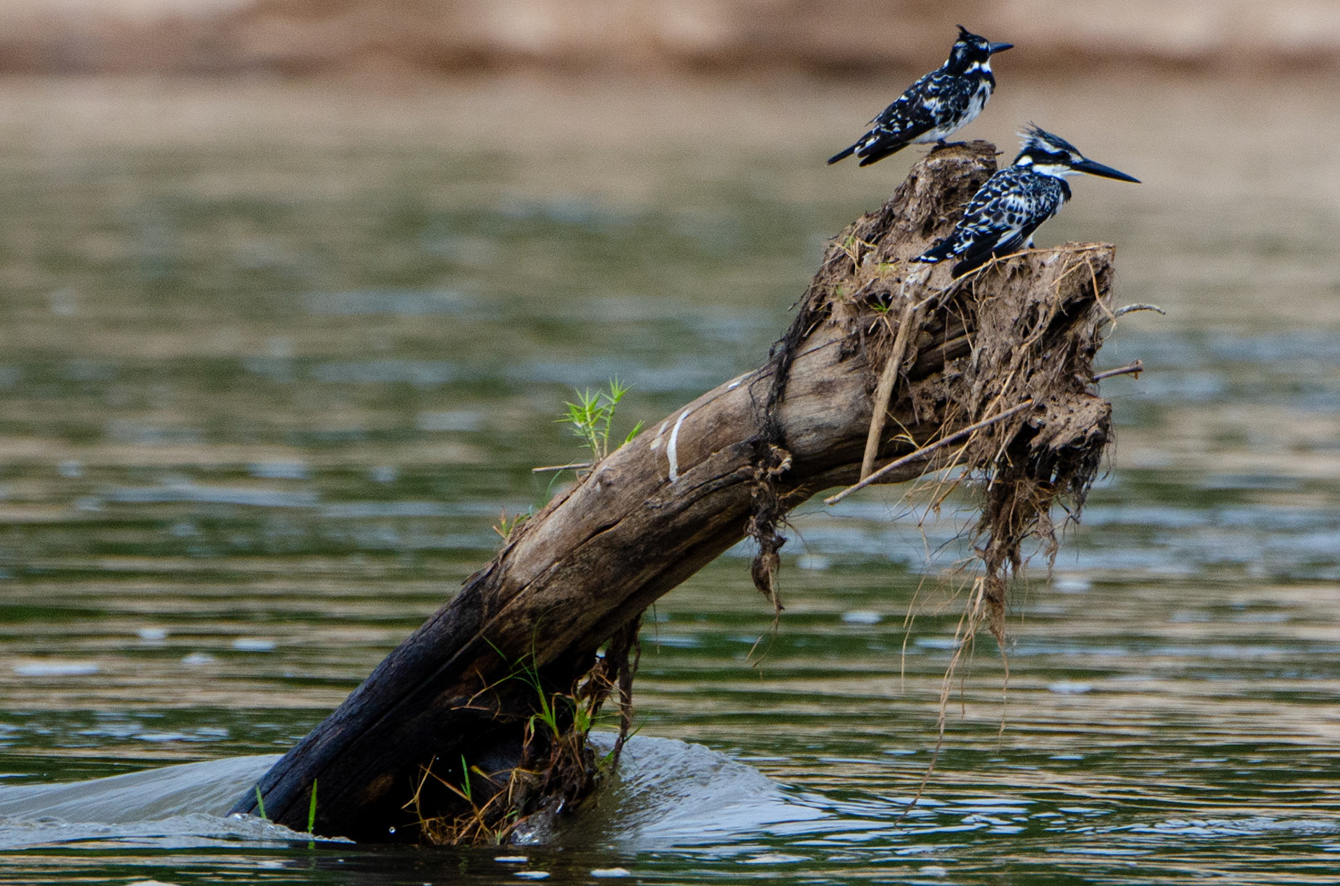 Pied Kingfishers