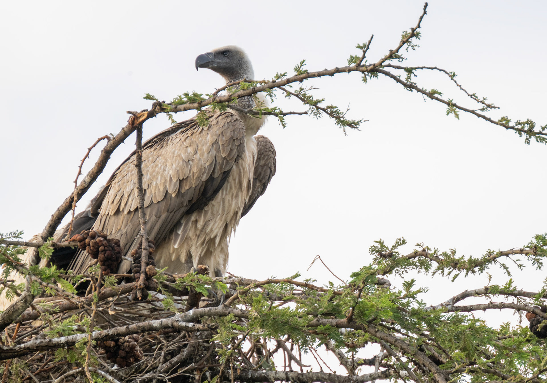 African White-backed Vulture