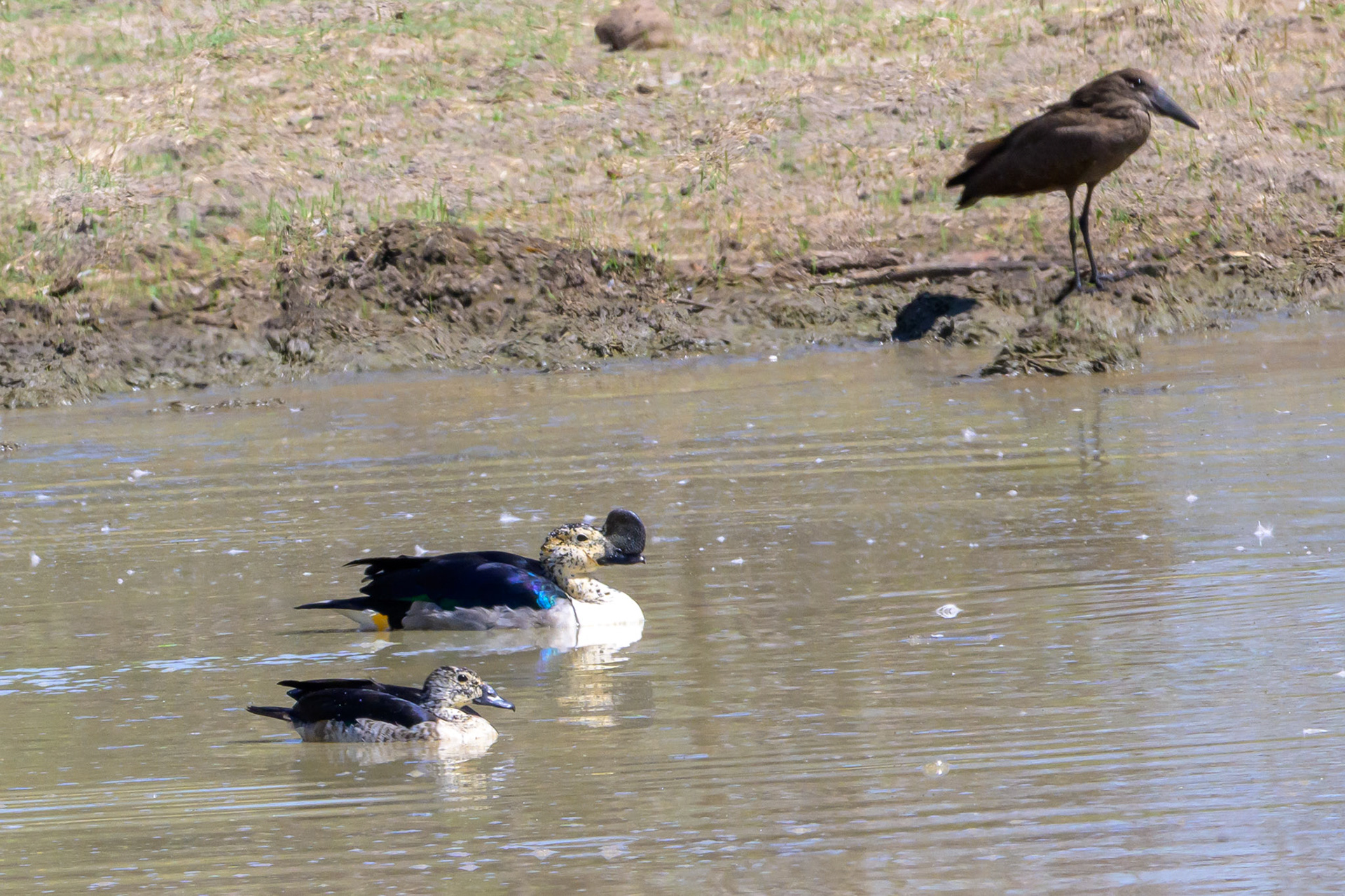 Knob-billed Duck & Hammerkop