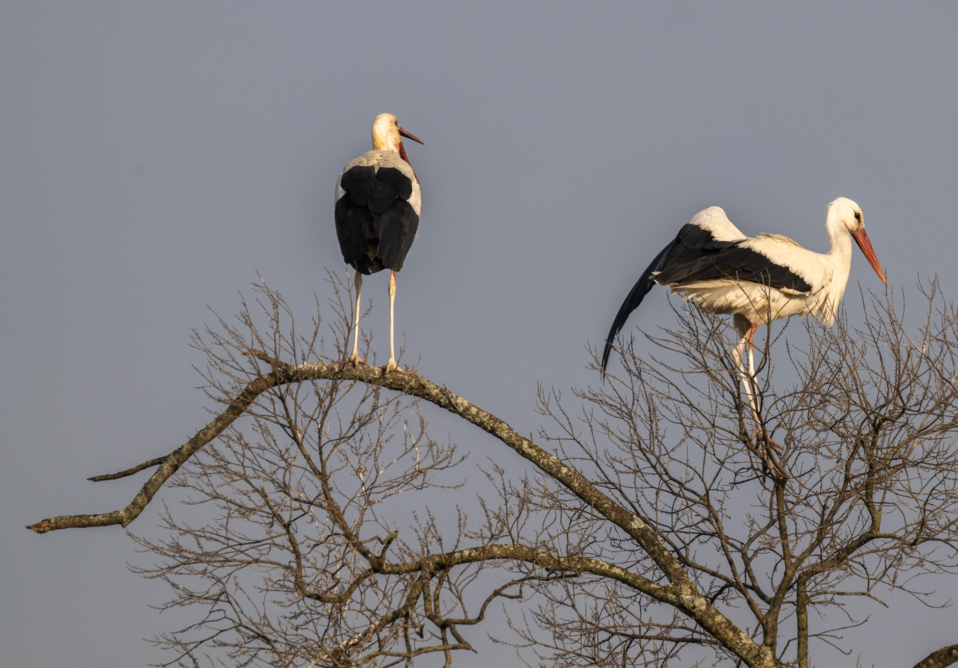 White Stork