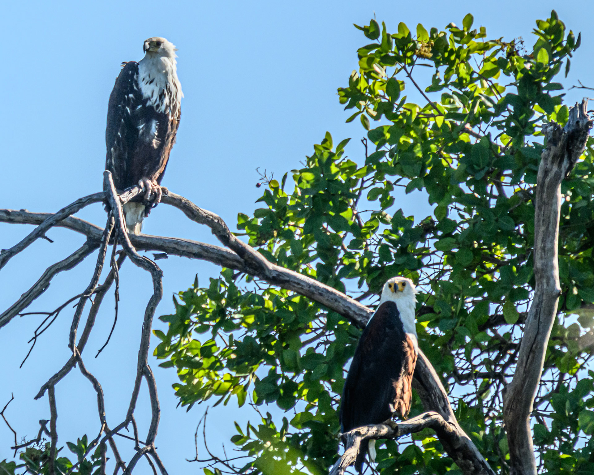 African Fish Eagle