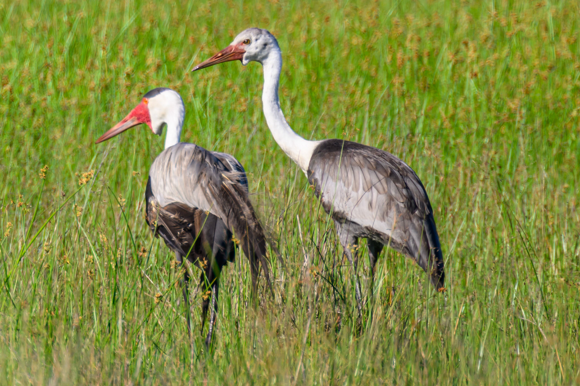 Wattled Crane