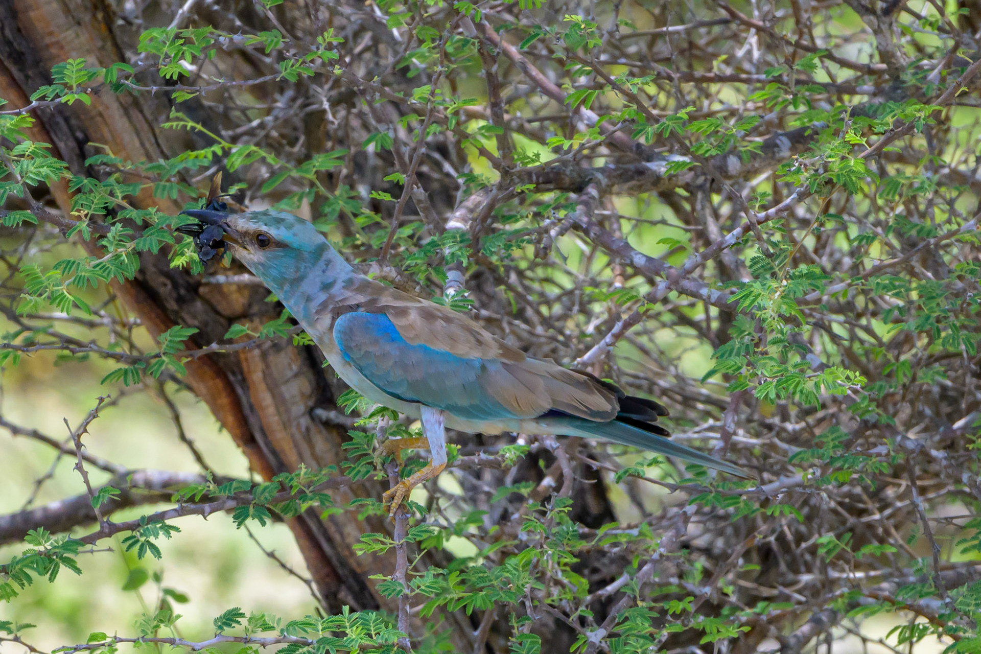 Eurasian Roller