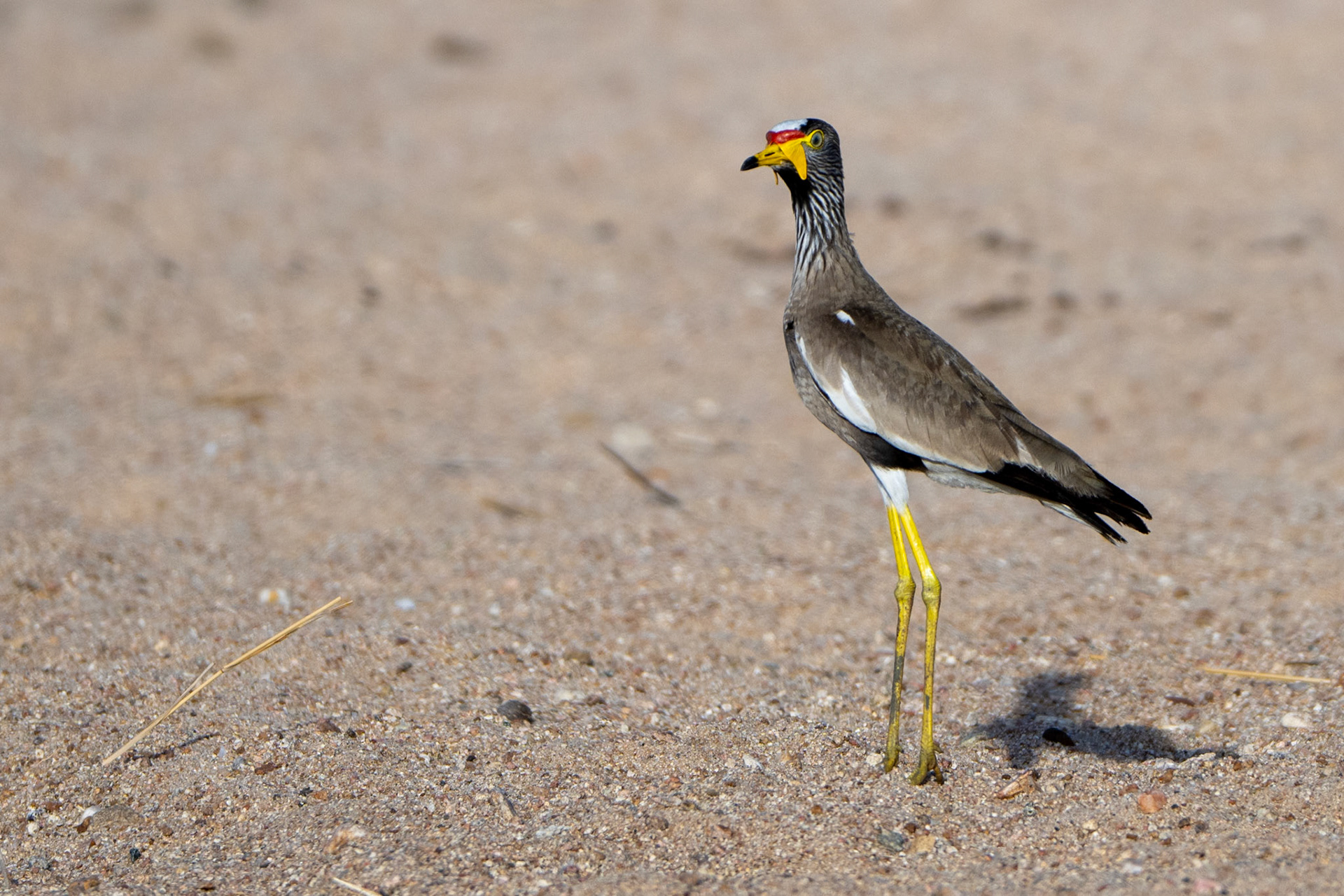 African Wattled Plover