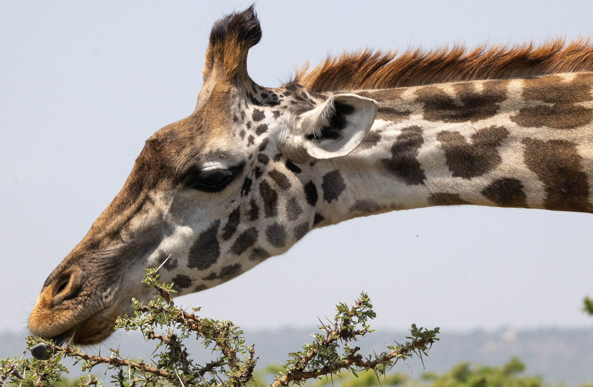 Maasai Giraffe