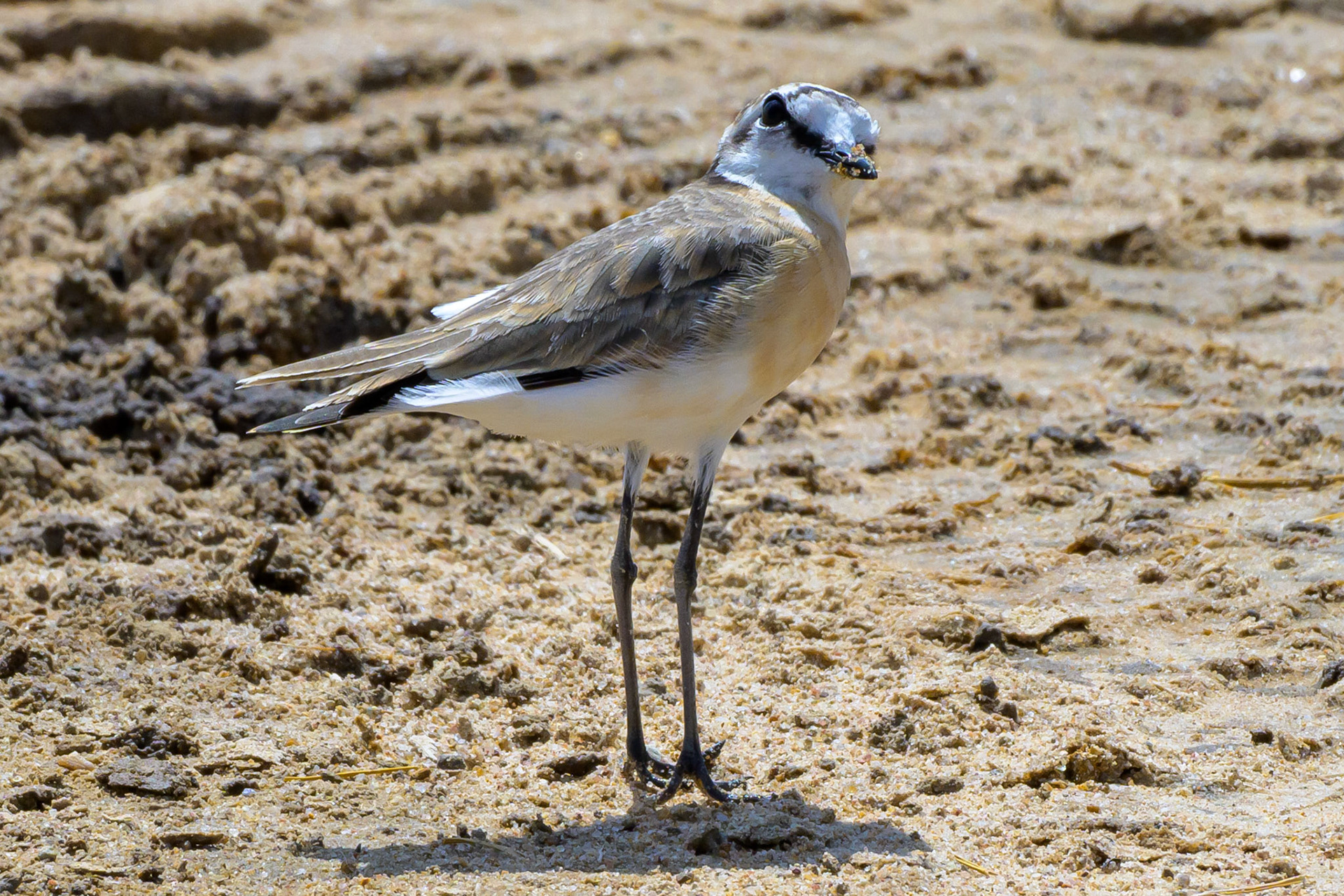 Kittlitz's Plover
