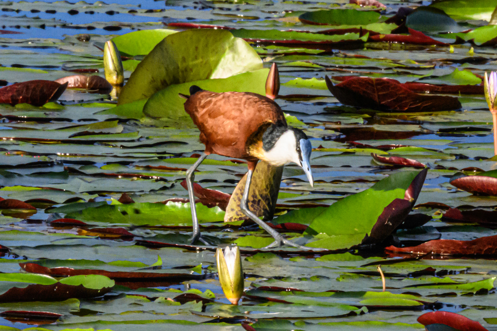 African Jacana