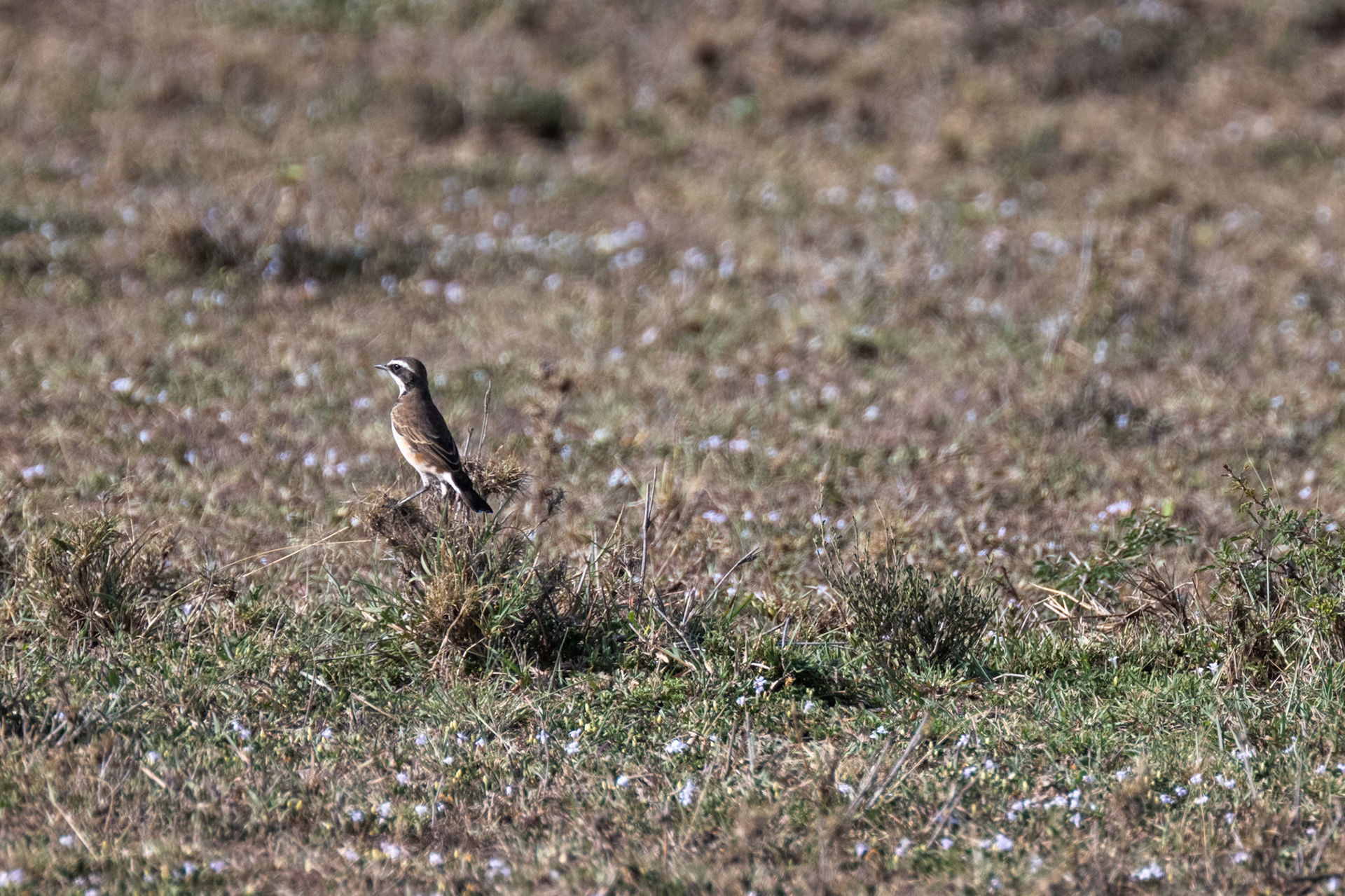 Greater Sandplover