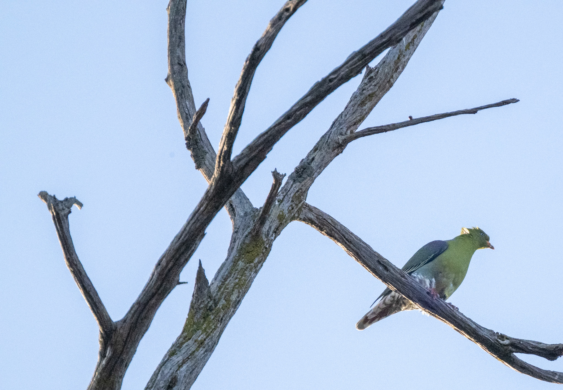 African Green Pigeon