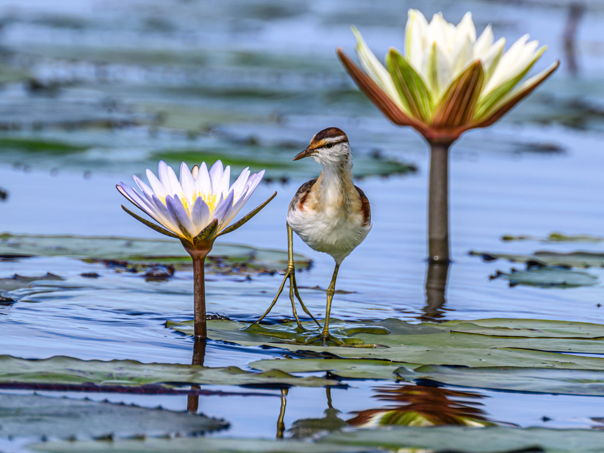 Lesser Jacana