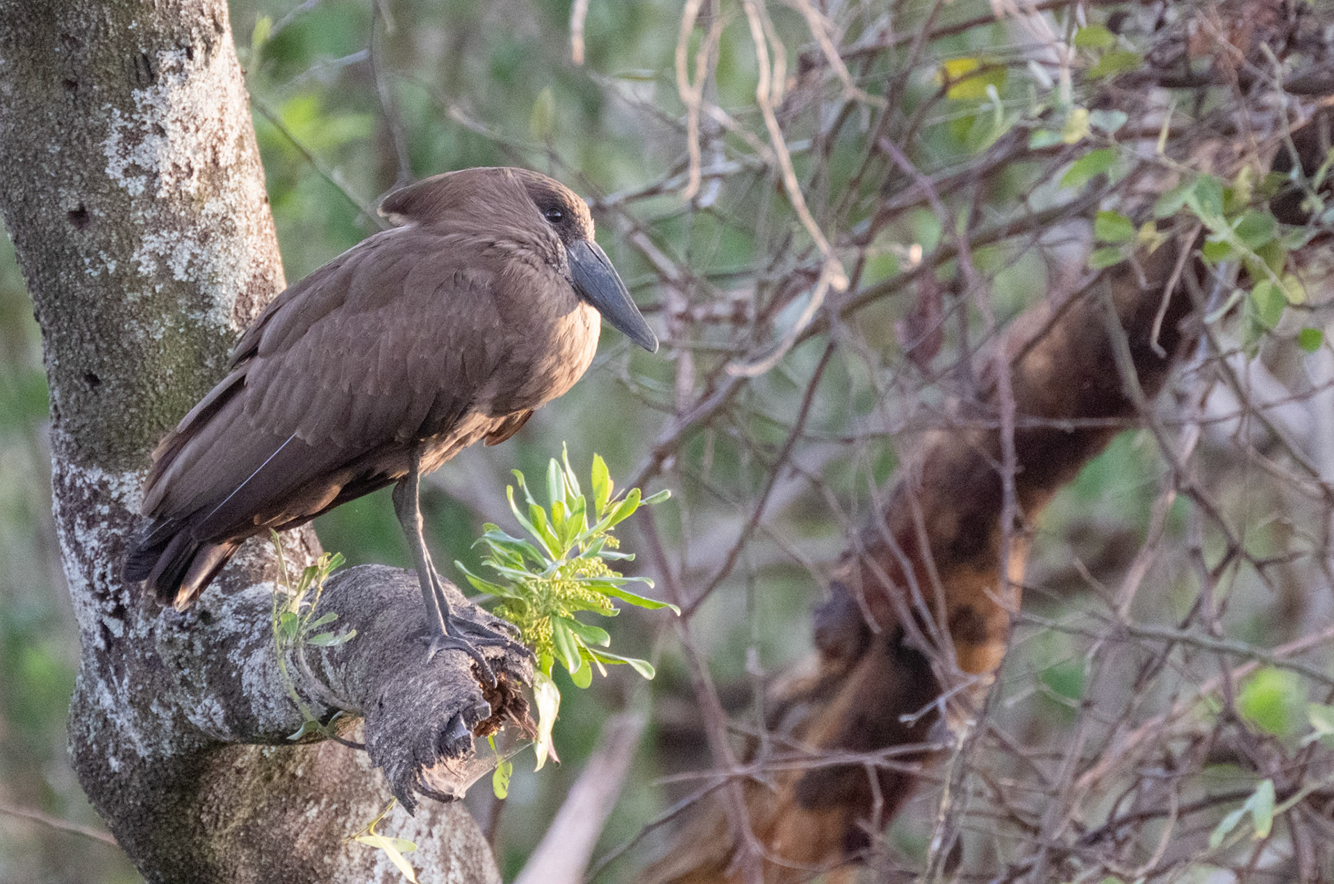 Hammerkop