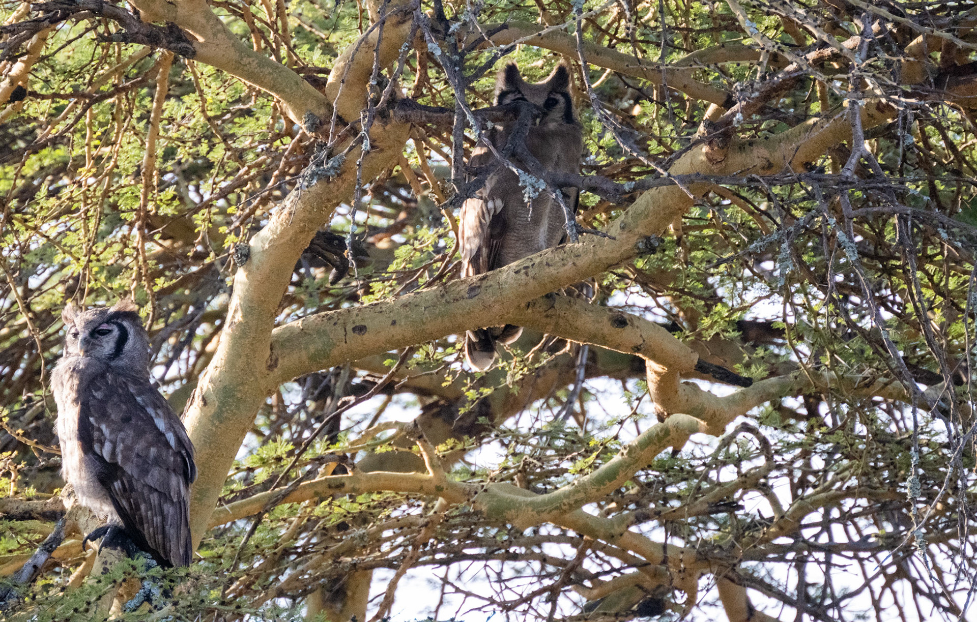 Verreaux Eagle Owls