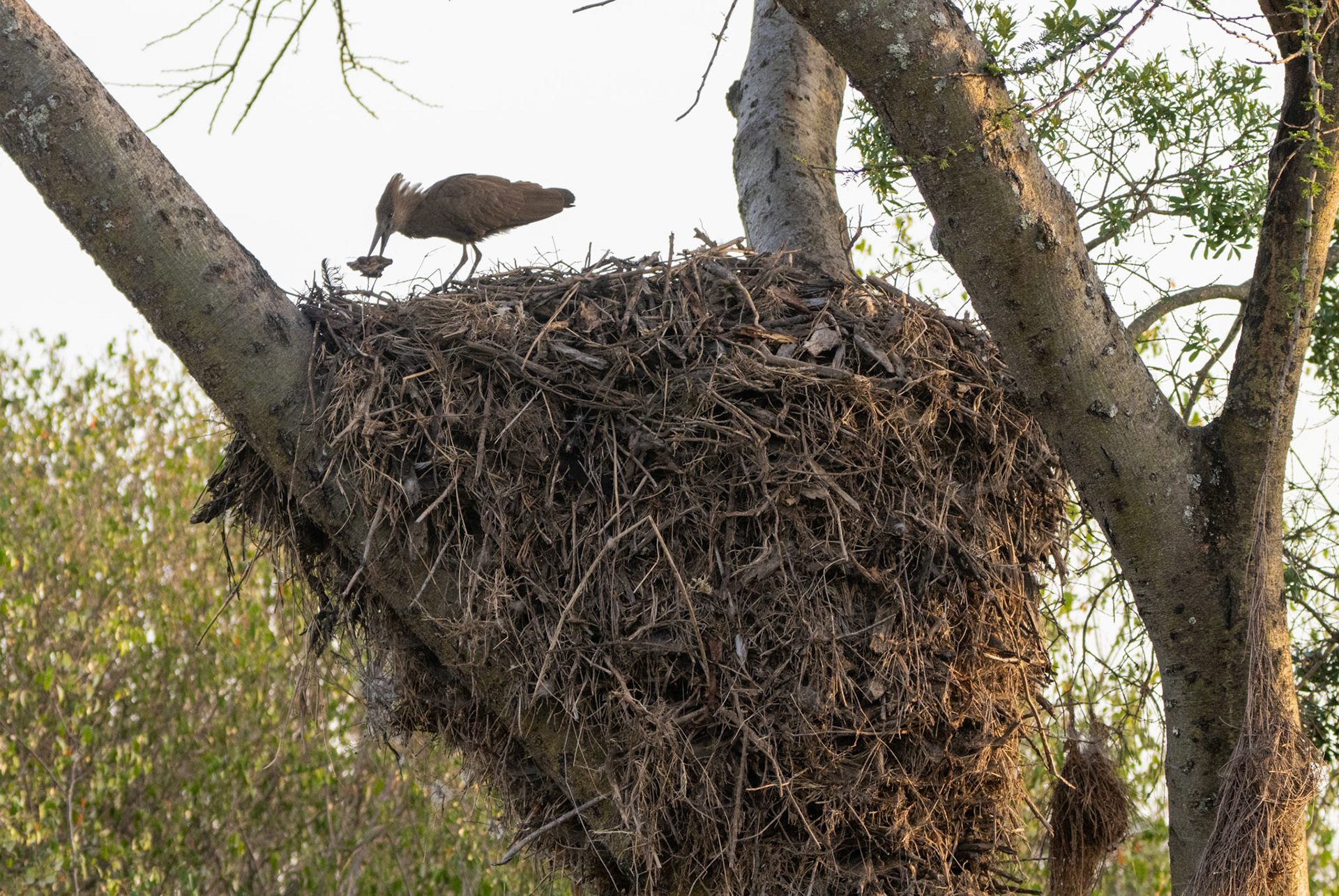 Hammerkop