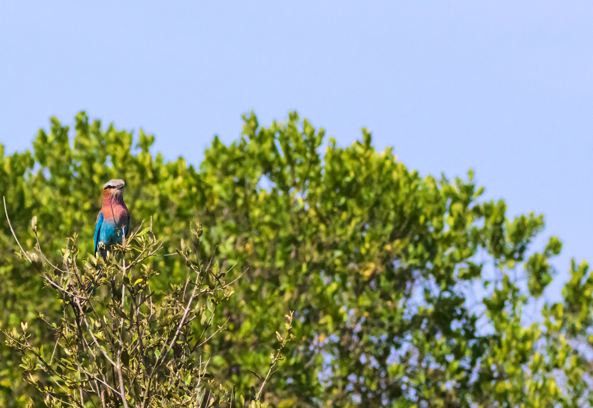 Lilac-breasted Roller, Juvenile