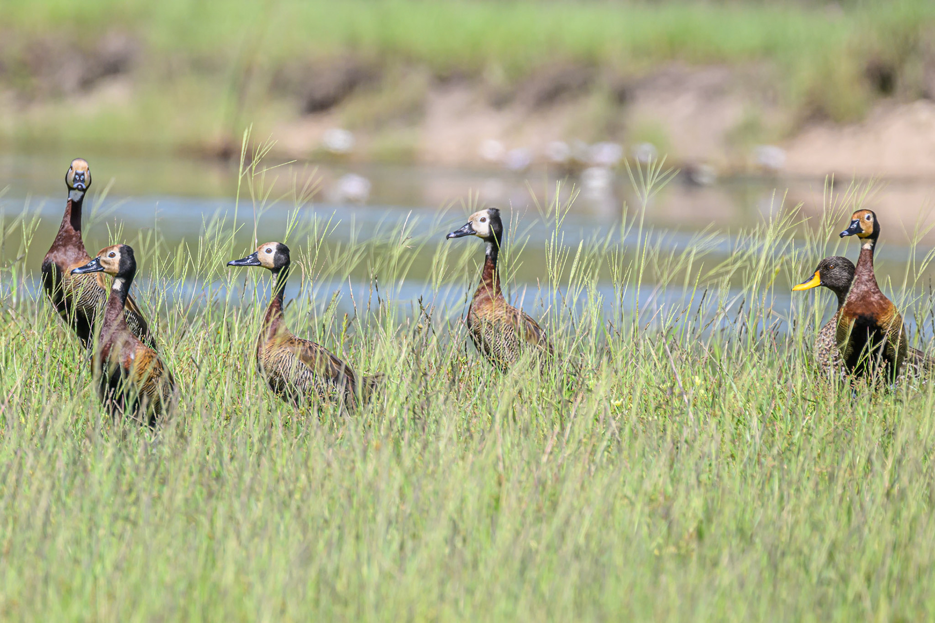 White-faced Whistling Duck